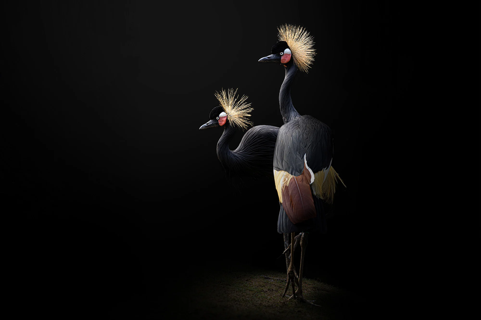 Fotografický prémium kurz v 5 různých zoo pro začátečníky i pokročilé