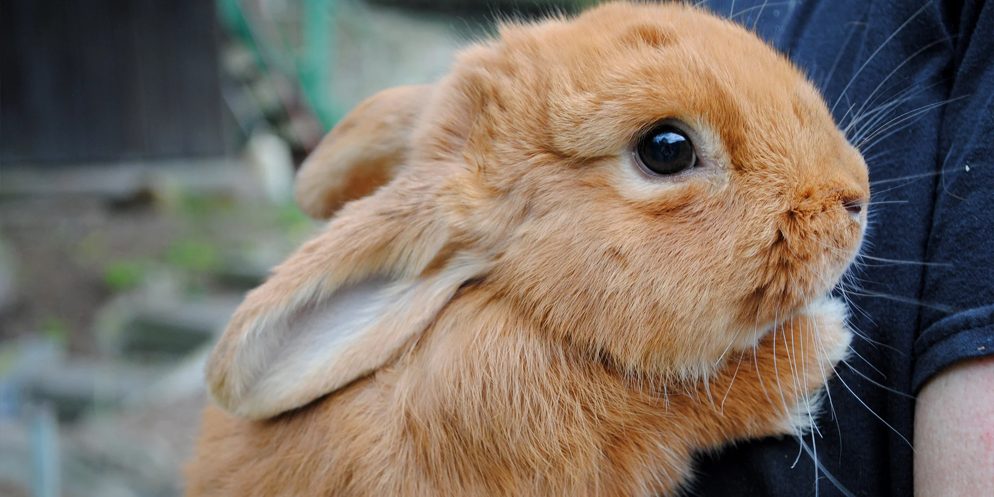 Privátní vstup do Mini zvěřince v Žatci pro rodinu a kbelíček s krmením