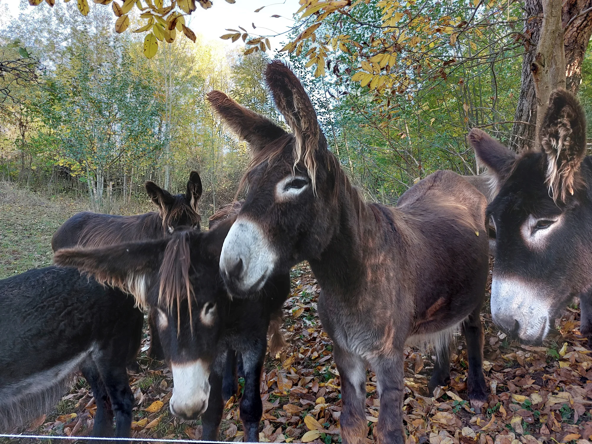 Rodinná návštěva Oslí stezky: prohlídka farmy, trail park a svezení pro děti i túra s piknikem