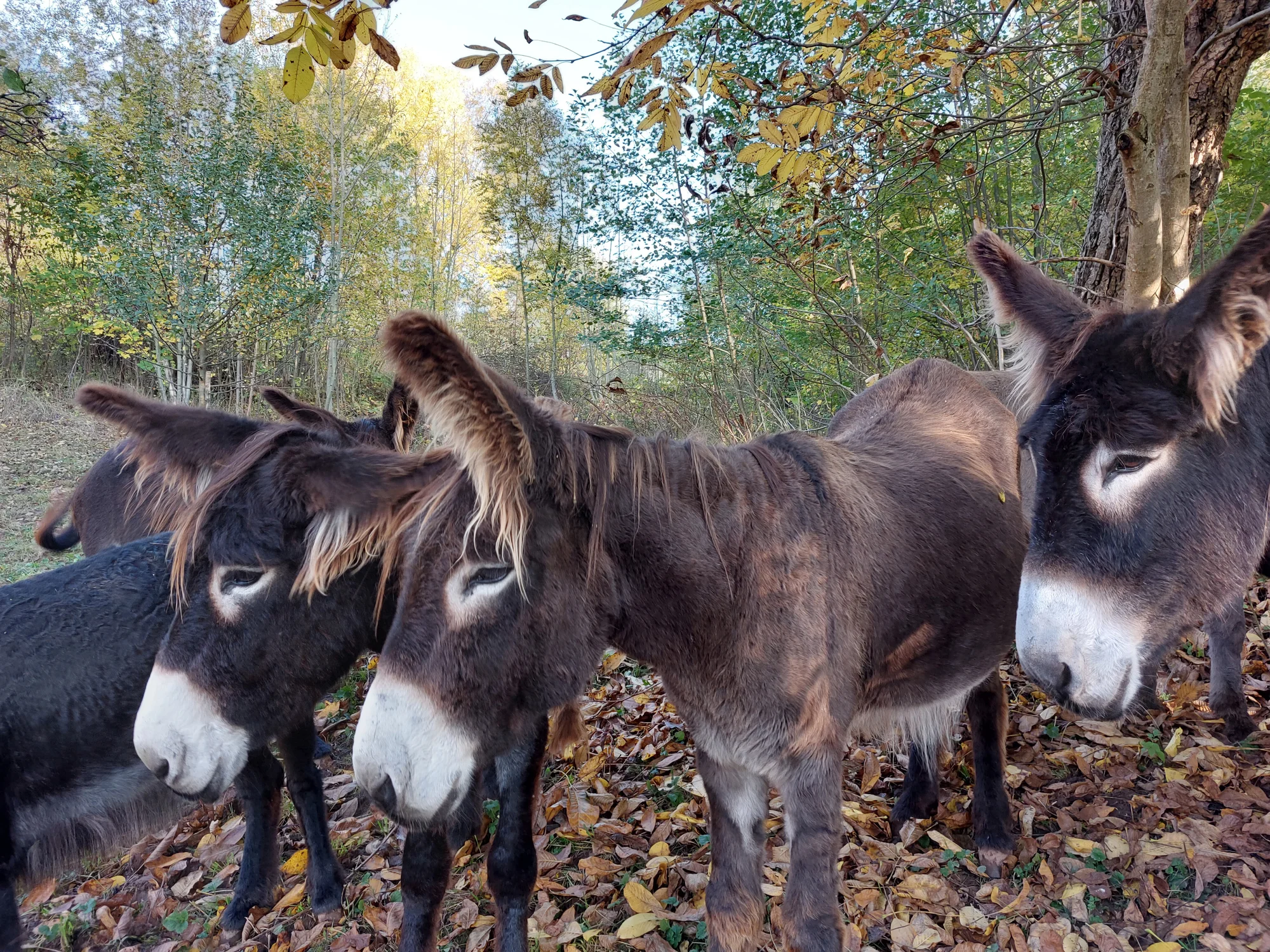 Rodinná návštěva Oslí stezky: prohlídka farmy, trail park a svezení pro děti i túra s piknikem