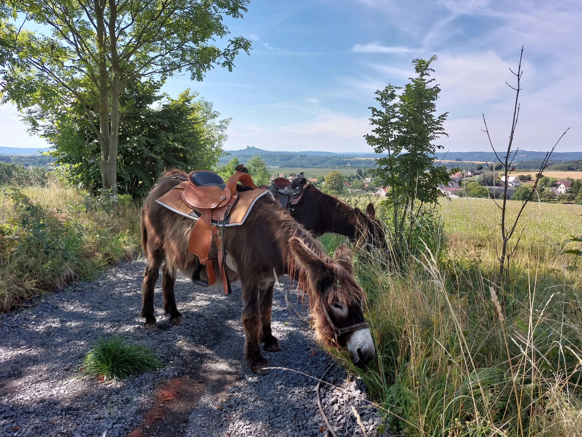 Rodinná návštěva Oslí stezky: prohlídka farmy, trail park a svezení pro děti i túra s piknikem