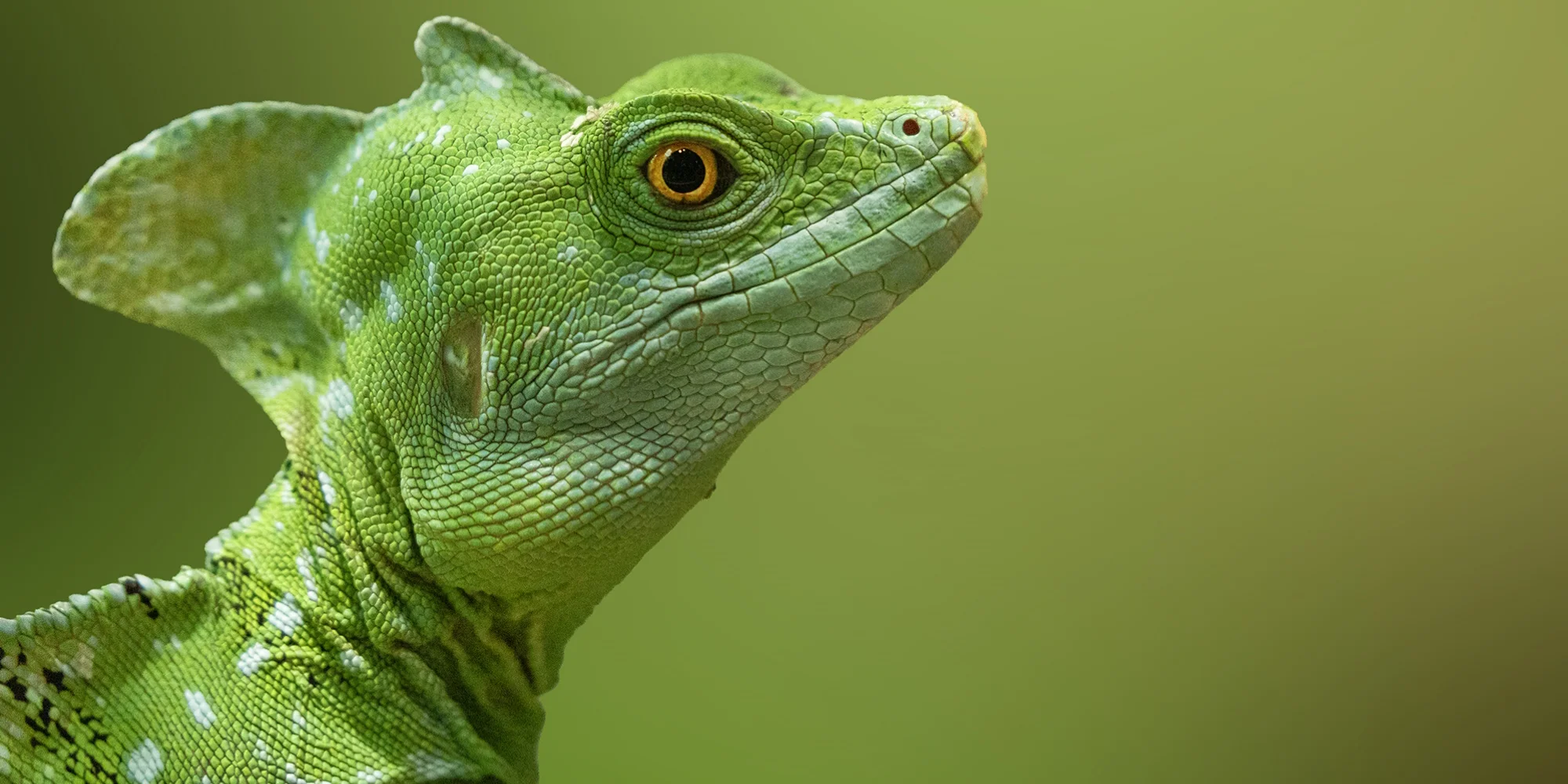 Fotografický prémium kurz v 5 různých zoo pro začátečníky i pokročilé
