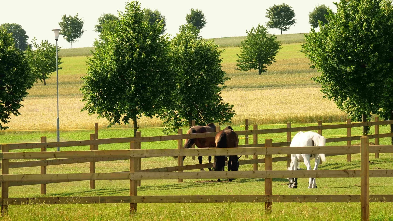 Pobyt v resortu s jízdárnou a rybníky: neomezený wellness, snídaně i sleva na jezdecké lekce