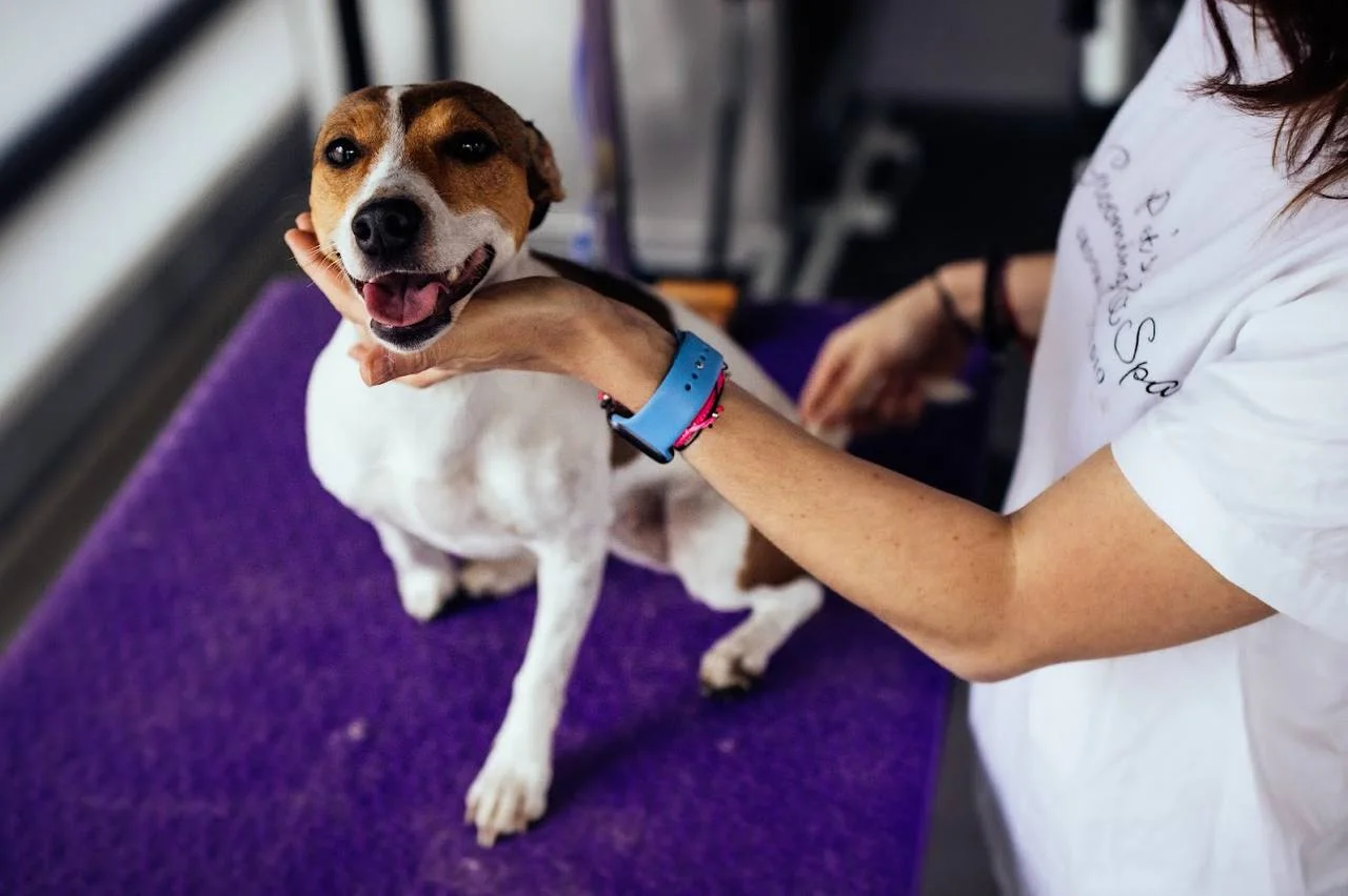 Kompletní péče o psy v dejvickém Pet´s Grooming & Spa: koupání, česání i střihání drápků a čištění uší