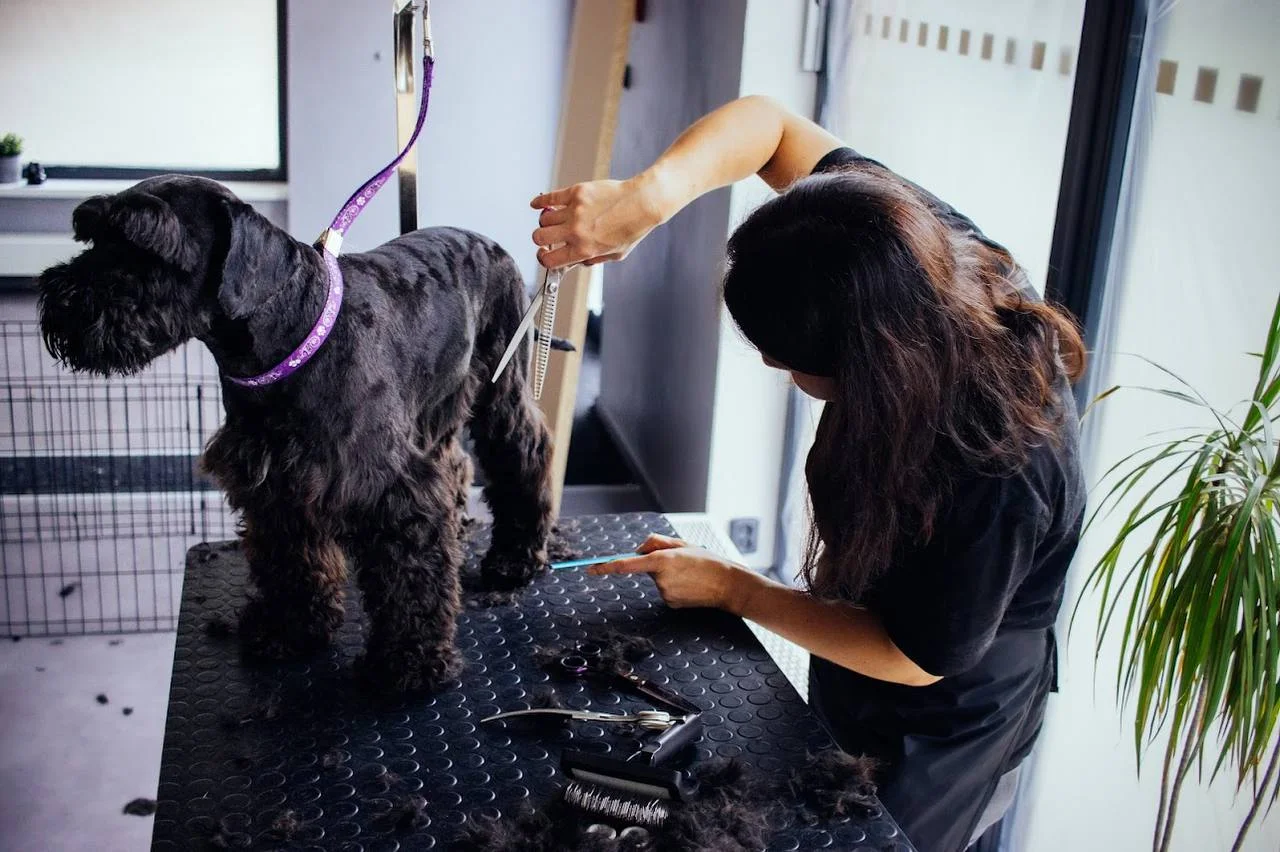 Kompletní péče o psy v dejvickém Pet´s Grooming & Spa: koupání, česání i střihání drápků a čištění uší