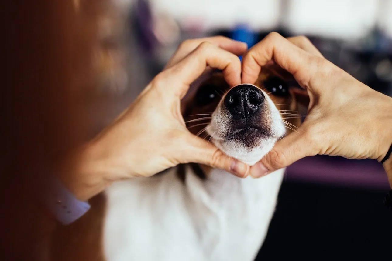 Kompletní péče o psy v dejvickém Pet´s Grooming & Spa: koupání, česání i střihání drápků a čištění uší