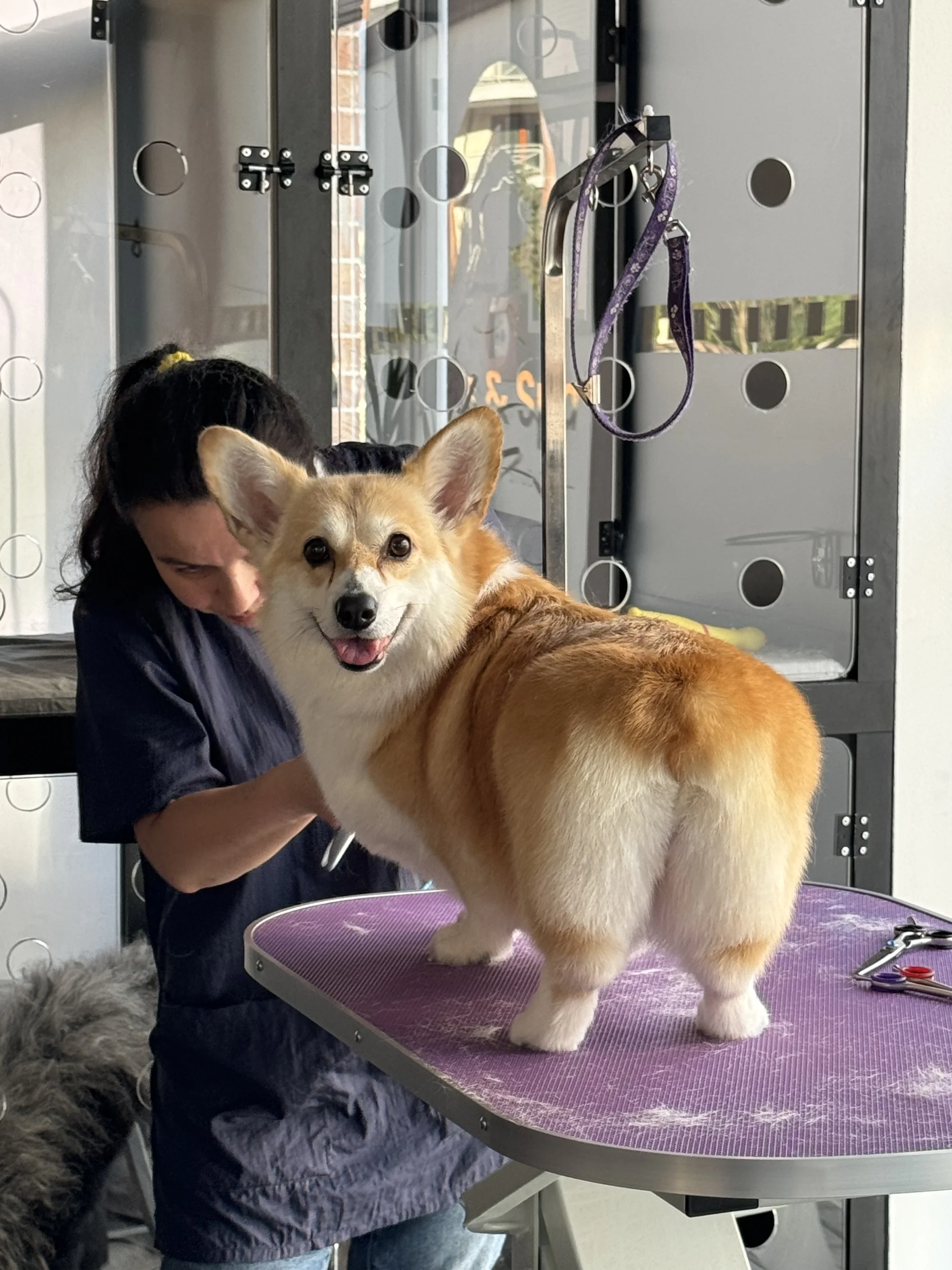 Kompletní péče o psy v dejvickém Pet´s Grooming & Spa: koupání, česání i střihání drápků a čištění uší