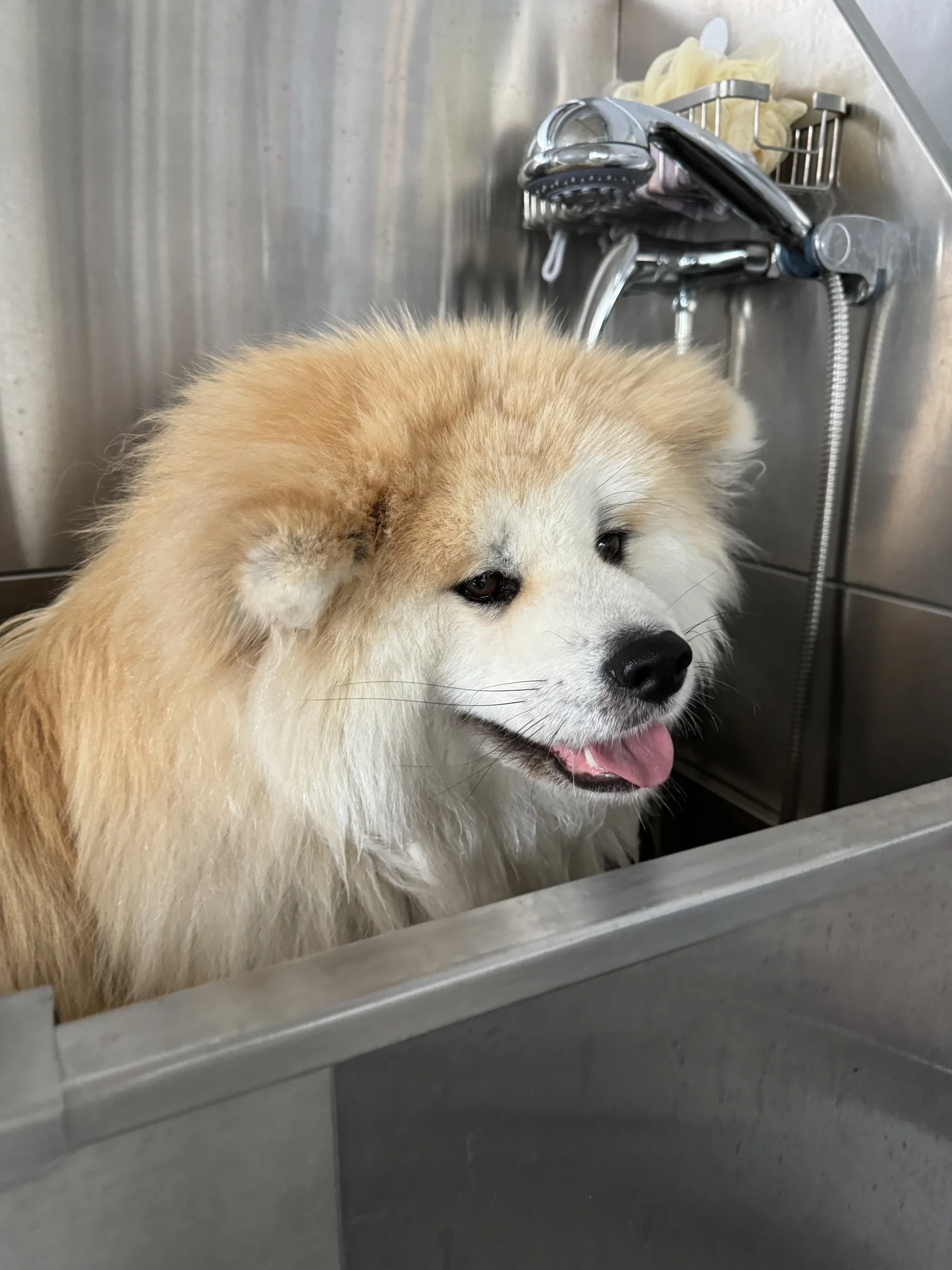 Kompletní péče o psy v dejvickém Pet´s Grooming & Spa: koupání, česání i střihání drápků a čištění uší