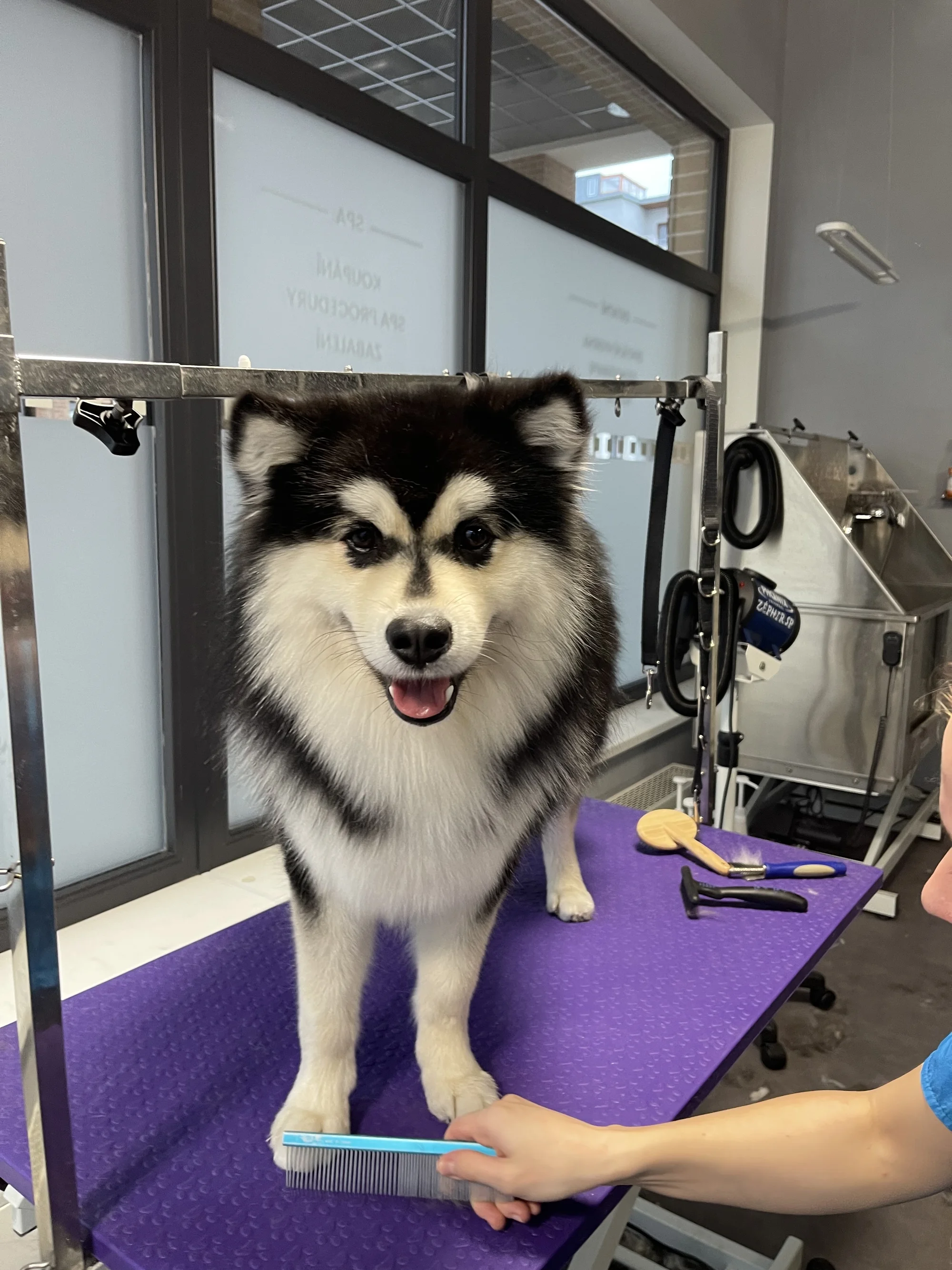 Kompletní péče o psy v dejvickém Pet´s Grooming & Spa: koupání, česání i střihání drápků a čištění uší