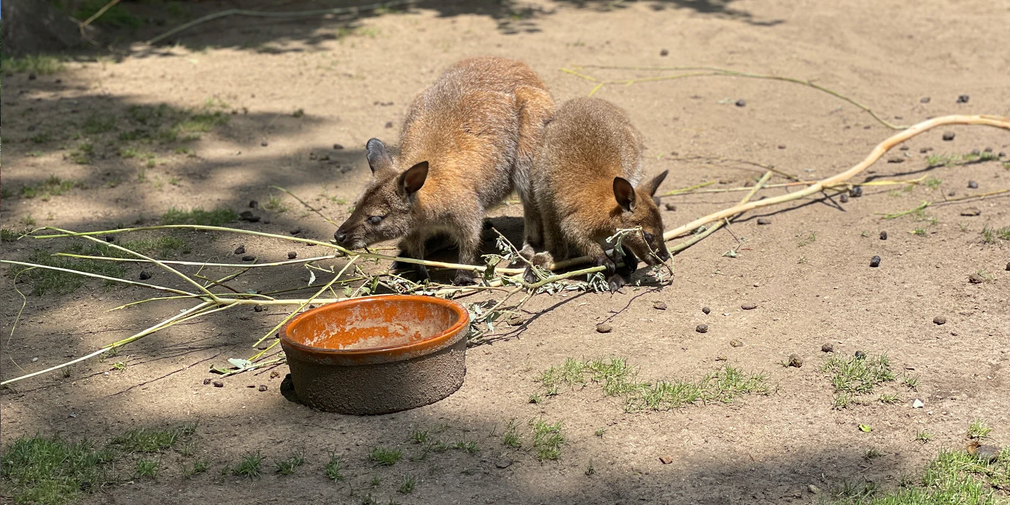 Vstupenka do pražské ZOO s online audioprůvodcem pro dítě i dospělého