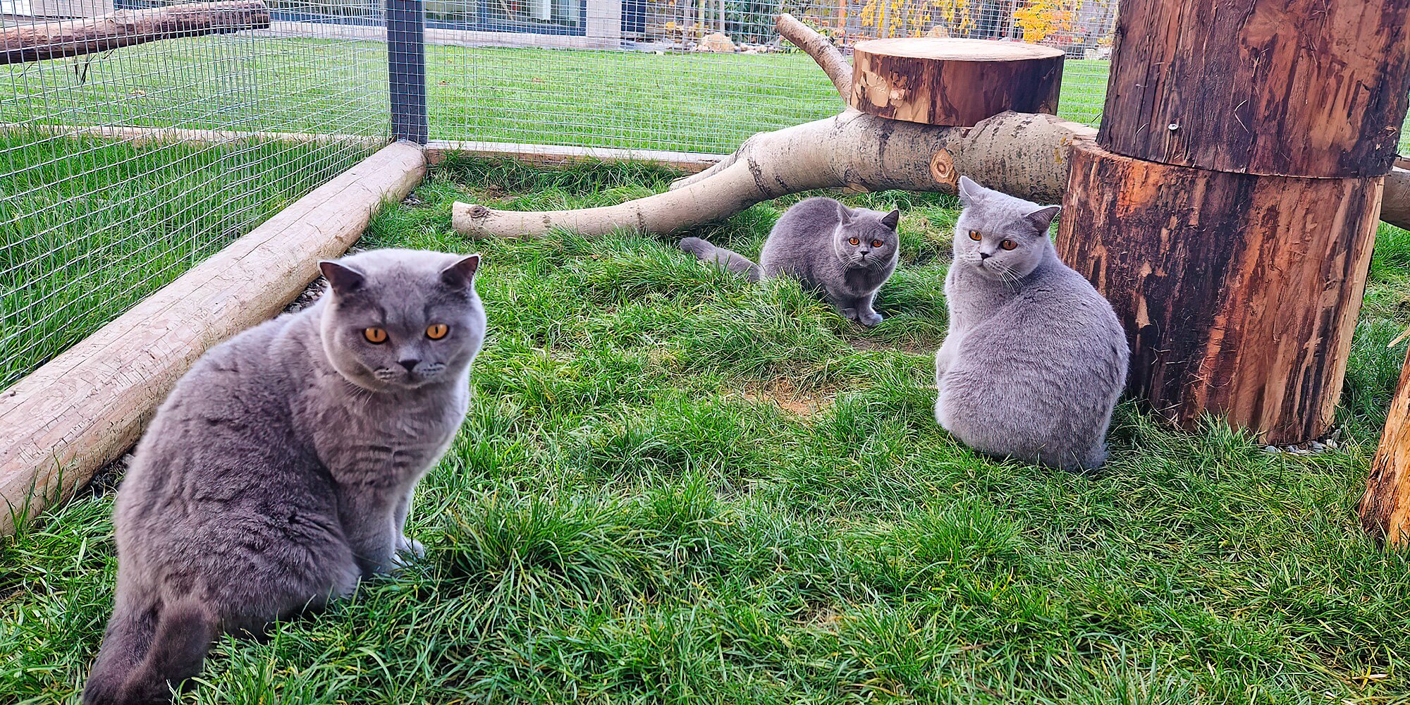 Návštěva britských krátkosrstých koček až pro 3 os.