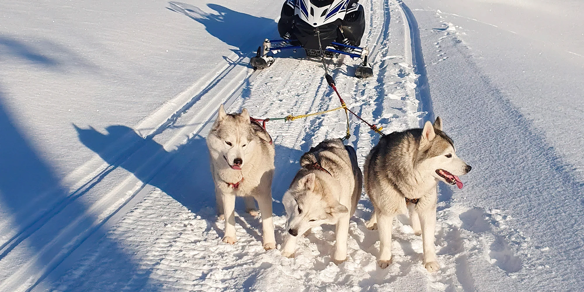 Jízda se psím spřežením s huskyi pro 1 osobu