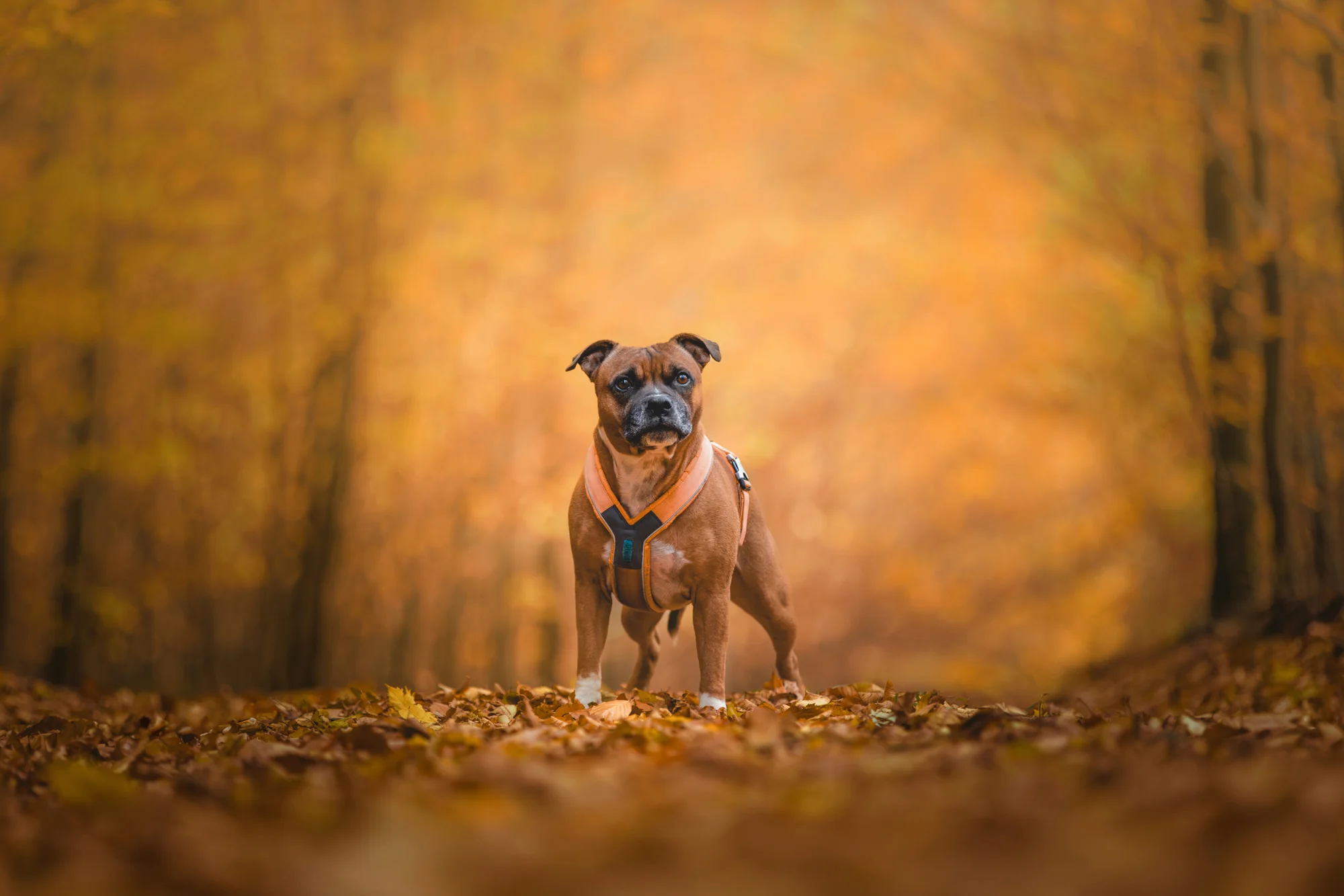 Profesionální fotografování vašeho psa v přírodě nebo ateliéru