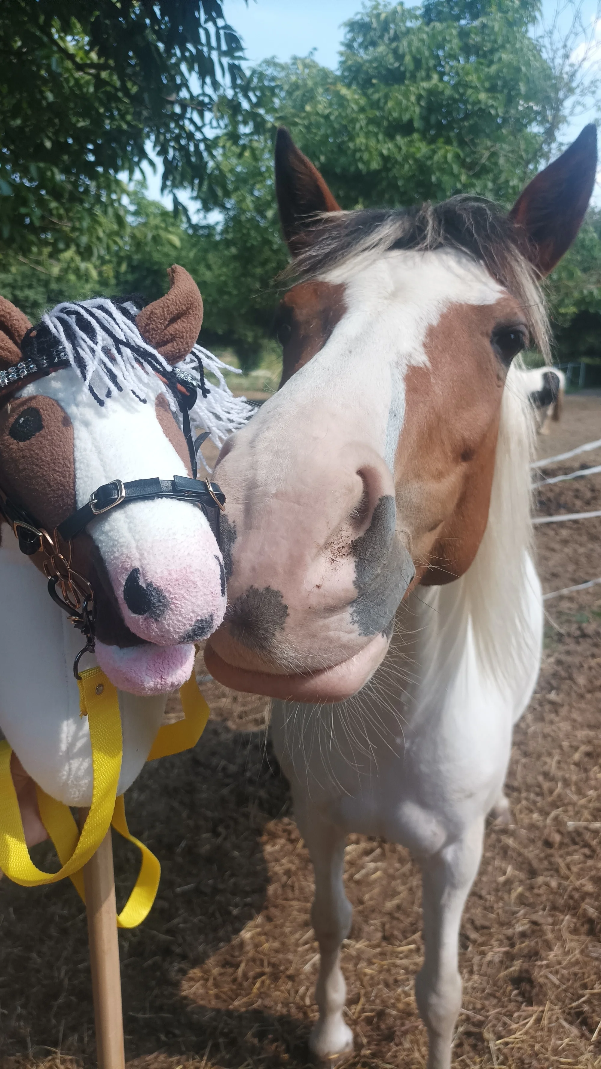Hobby horsing: individuální parkurový, drezurní i westernový trénink, začátečníci i pokročilí