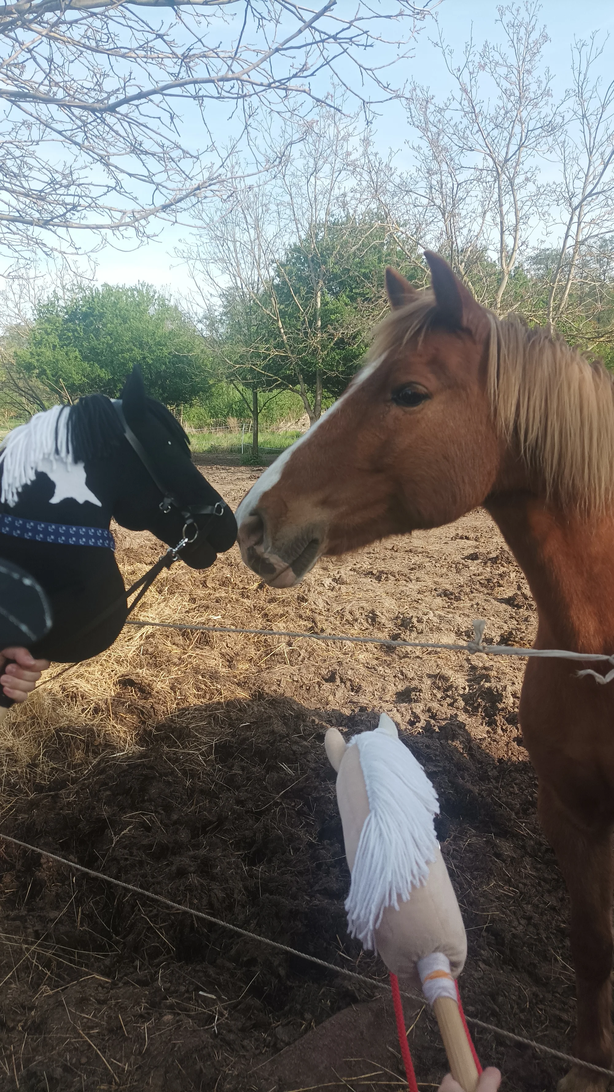 Hobby horsing: individuální parkurový, drezurní i westernový trénink, začátečníci i pokročilí