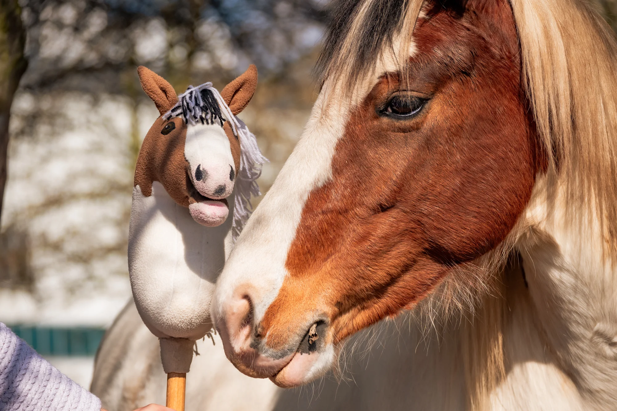 Hobby horsing: individuální parkurový, drezurní i westernový trénink, začátečníci i pokročilí