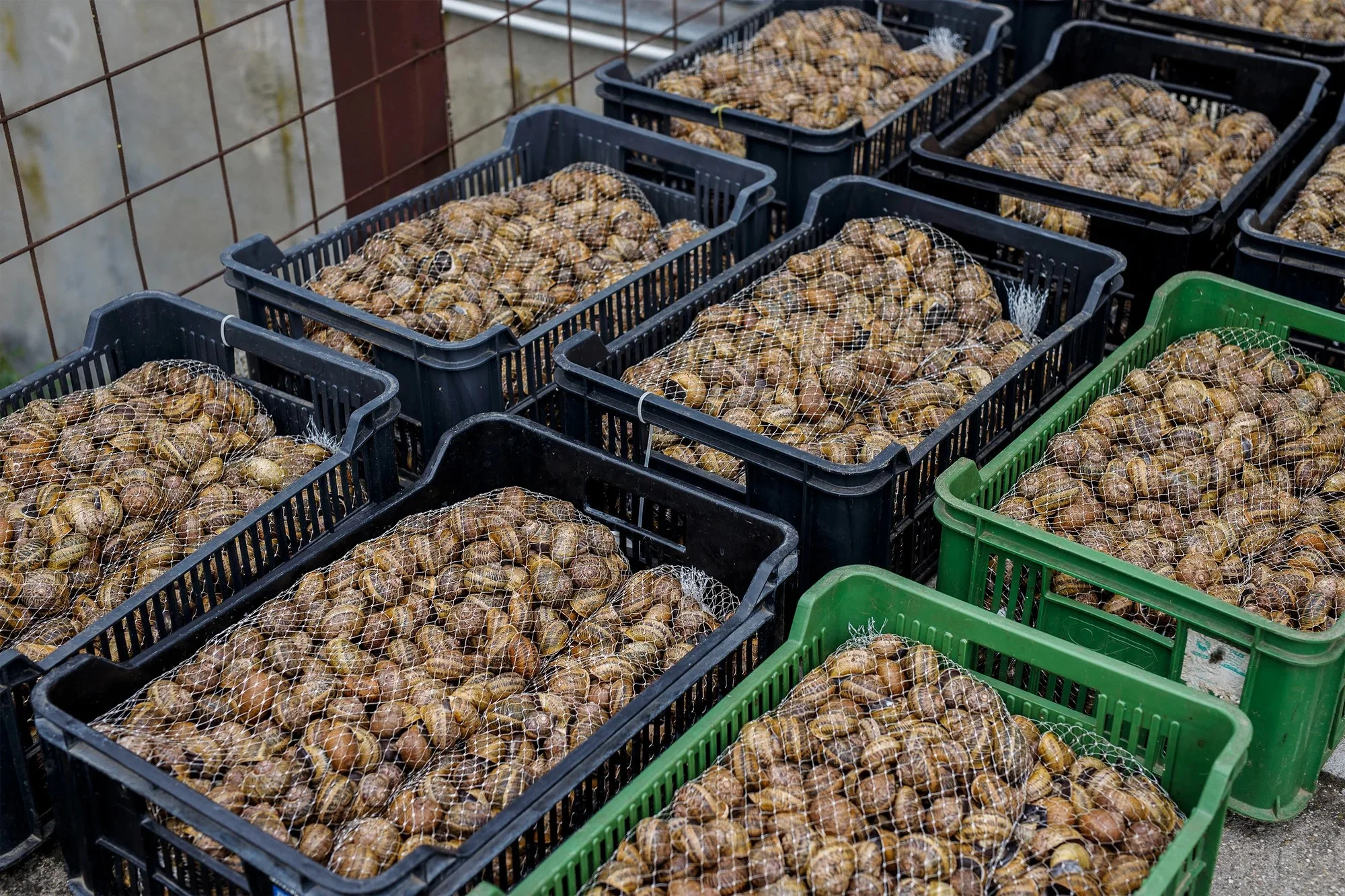 Exkurze na šnečí farmu včetně 5chodového degustačního menu s moravským vínem k tomu