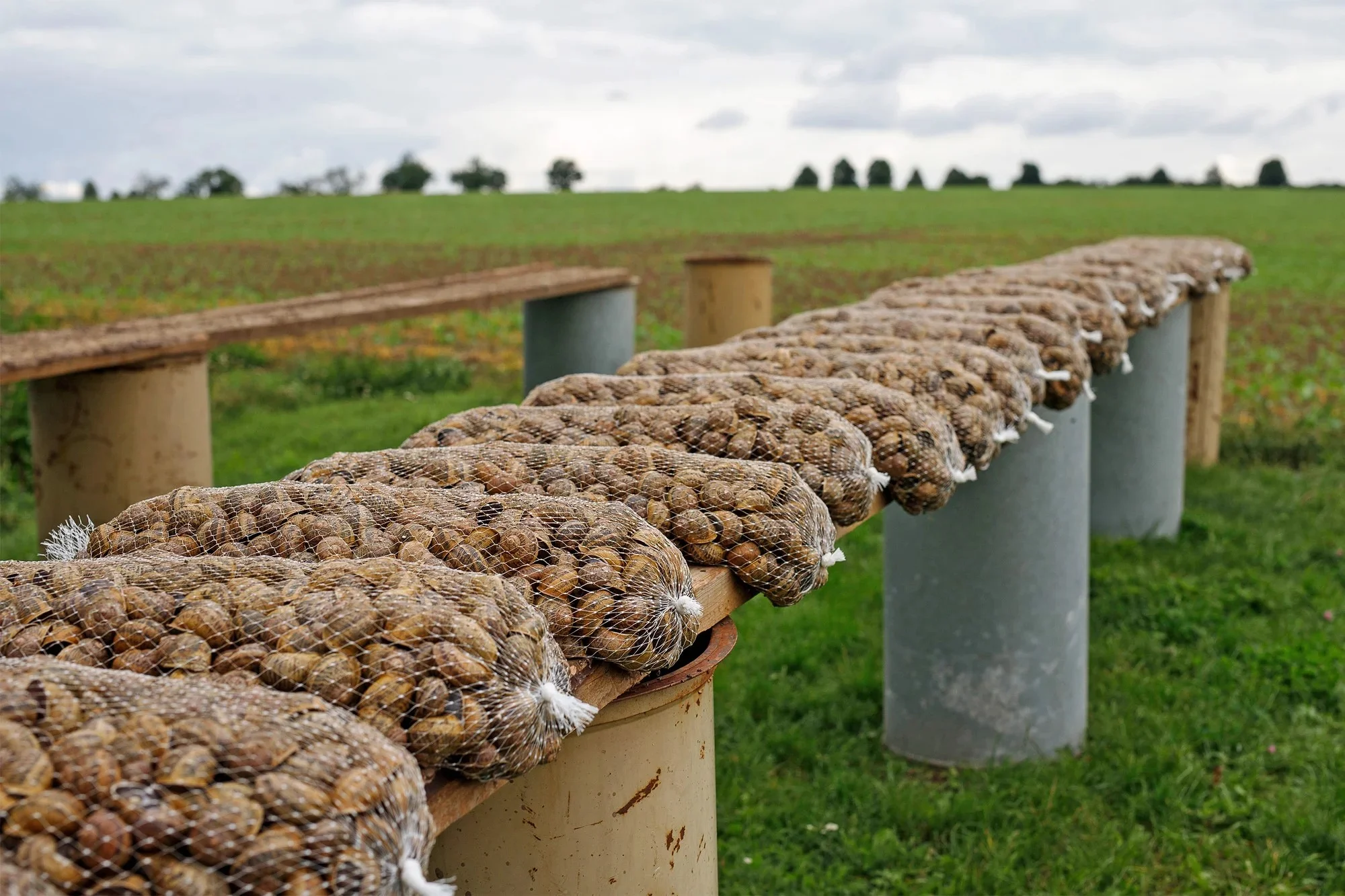 Exkurze na šnečí farmu včetně 5chodového degustačního menu s moravským vínem k tomu