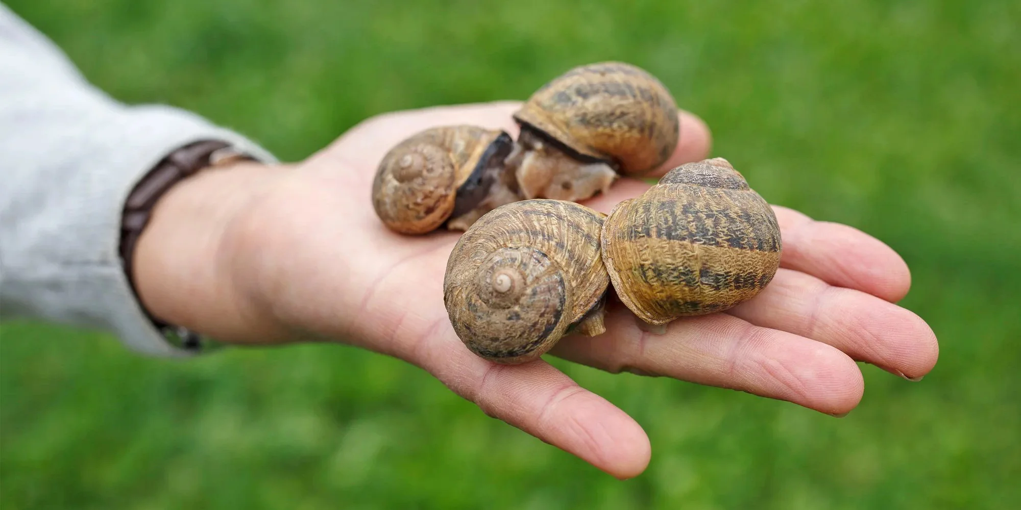 Exkurze na šnečí farmu včetně 5chodového degustačního menu s moravským vínem k tomu
