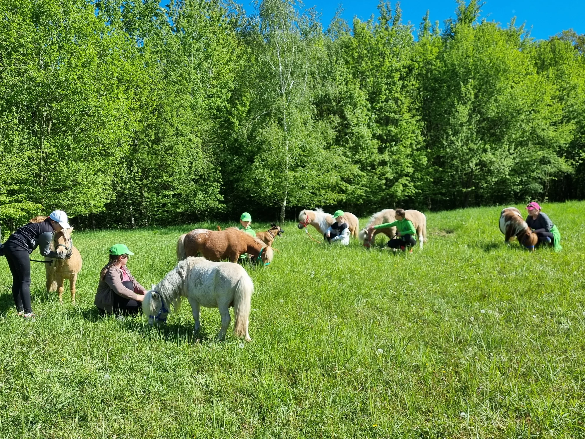 Odpoledne s minikoněm Falabella v Pošembeří: čištění a nastrojení, vycházka, pomazlení i mrkvová hostina