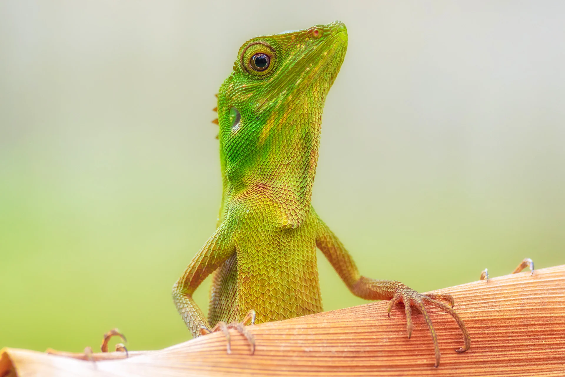 6hodinový fotografický kurz v českých zoo s profíkem Patrikem Staňkem