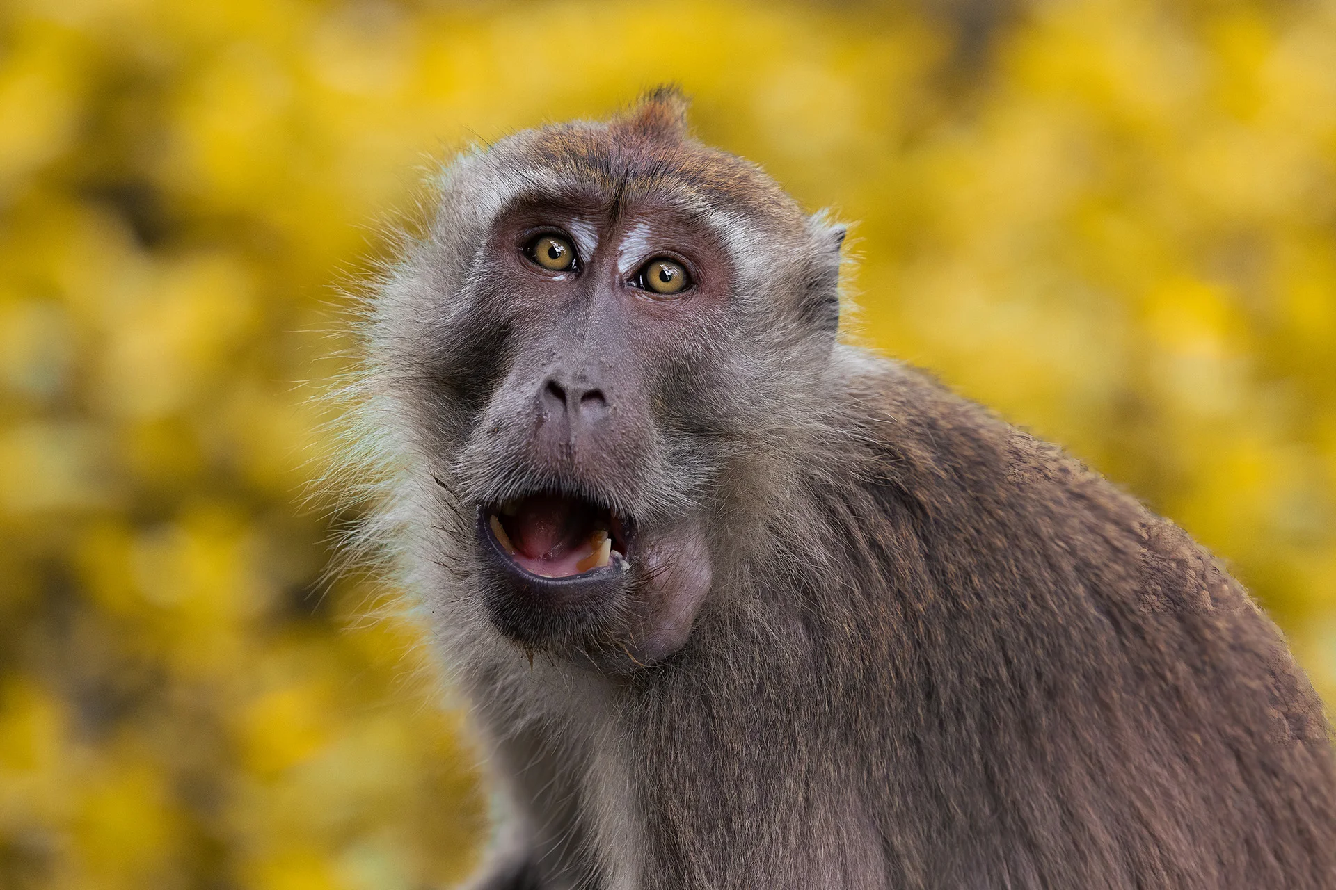 6hodinový fotografický kurz v českých zoo s profíkem Patrikem Staňkem