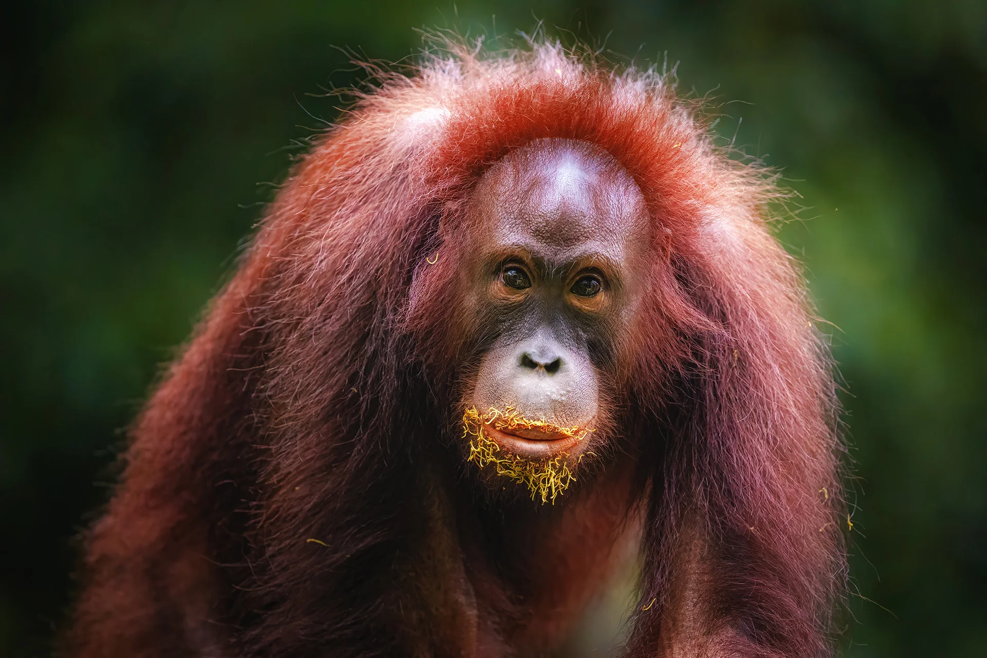6hodinový fotografický kurz v českých zoo s profíkem Patrikem Staňkem