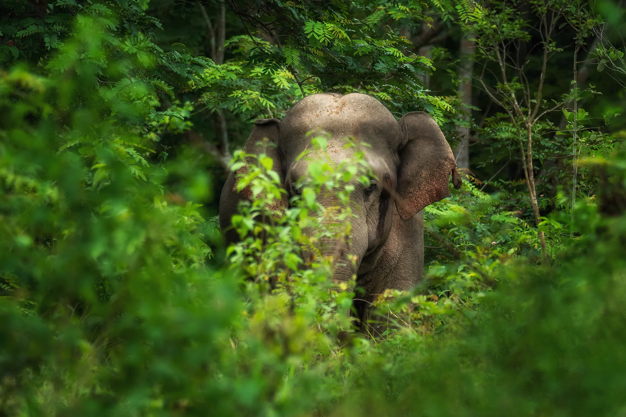 6hodinový fotografický kurz v českých zoo s profíkem Patrikem Staňkem