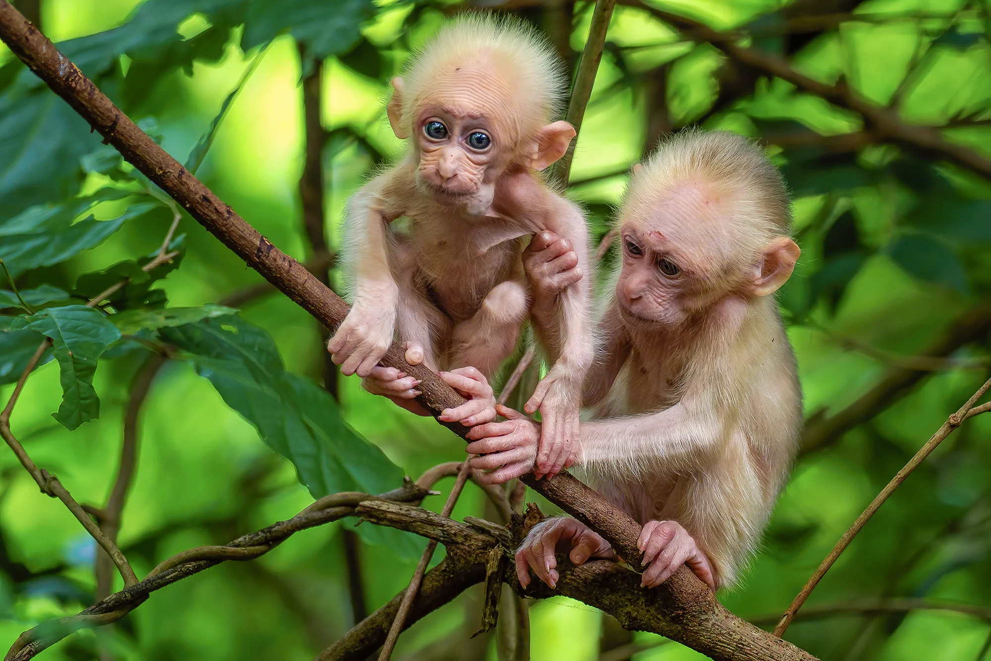 6hodinový fotografický kurz v českých zoo s profíkem Patrikem Staňkem