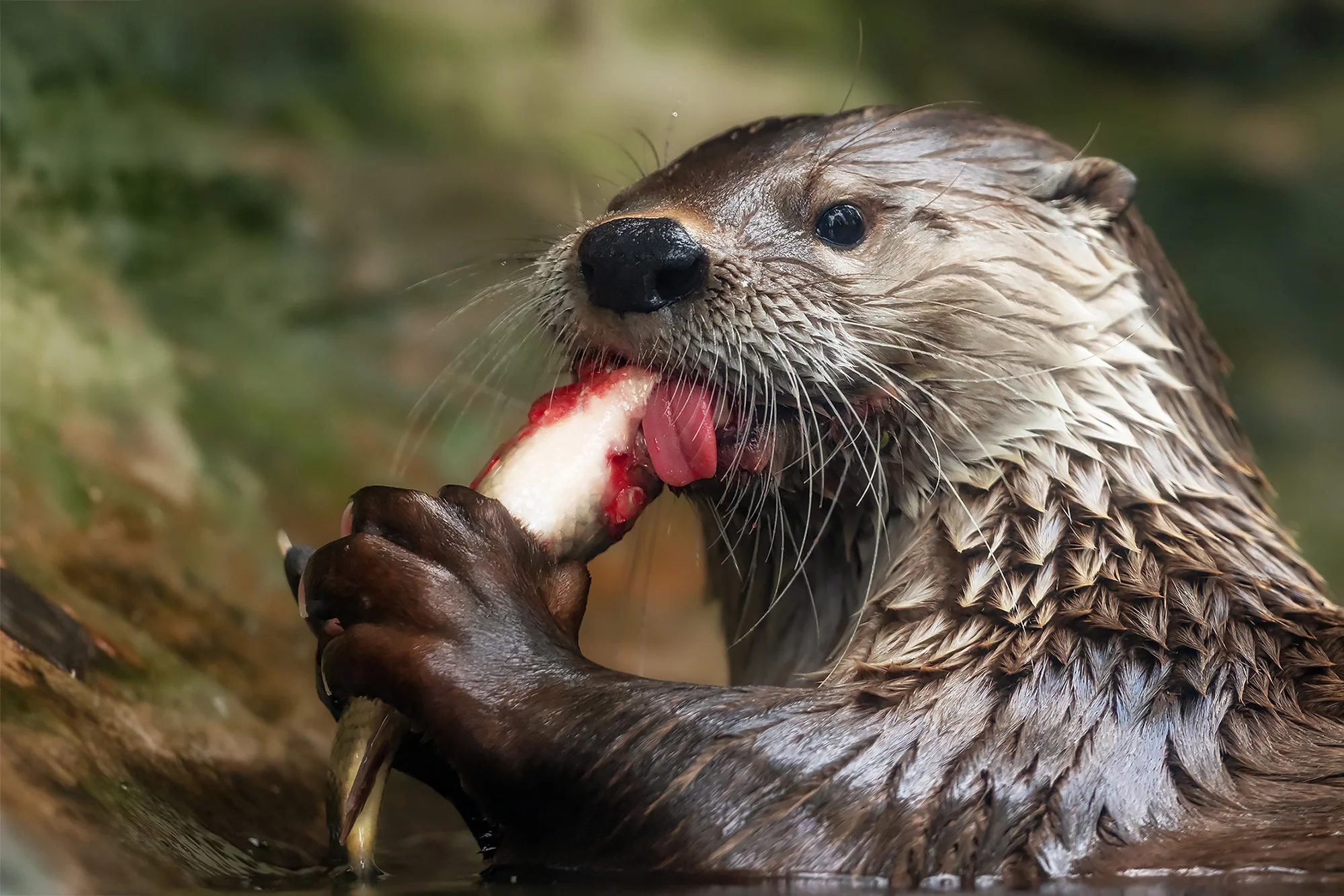6hodinový fotografický kurz v českých zoo s profíkem Patrikem Staňkem