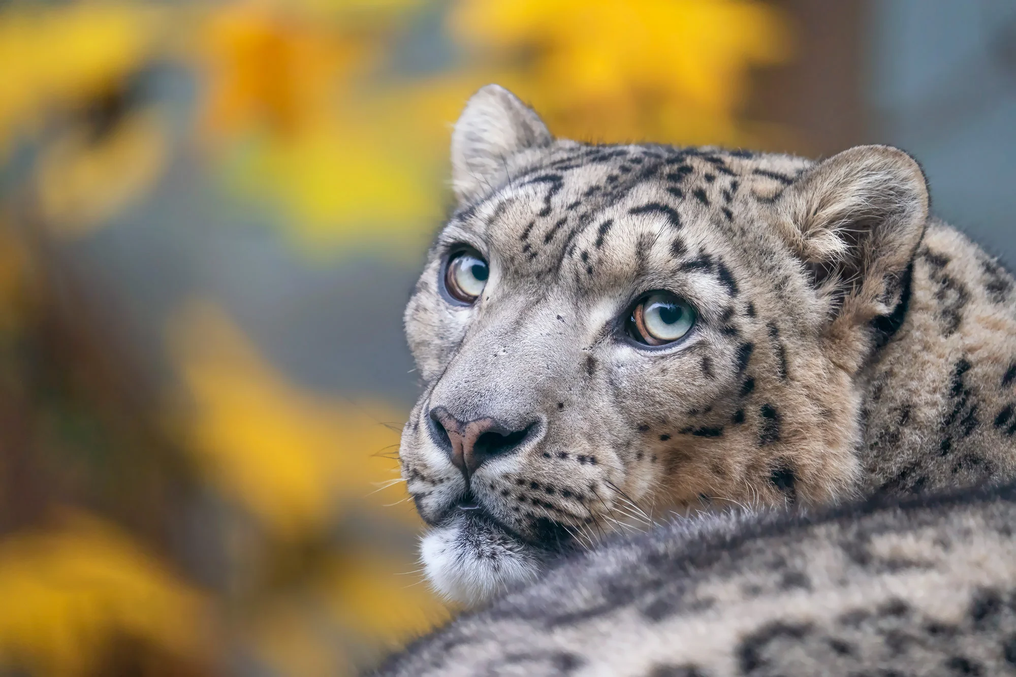 6hodinový fotografický kurz v českých zoo s profíkem Patrikem Staňkem