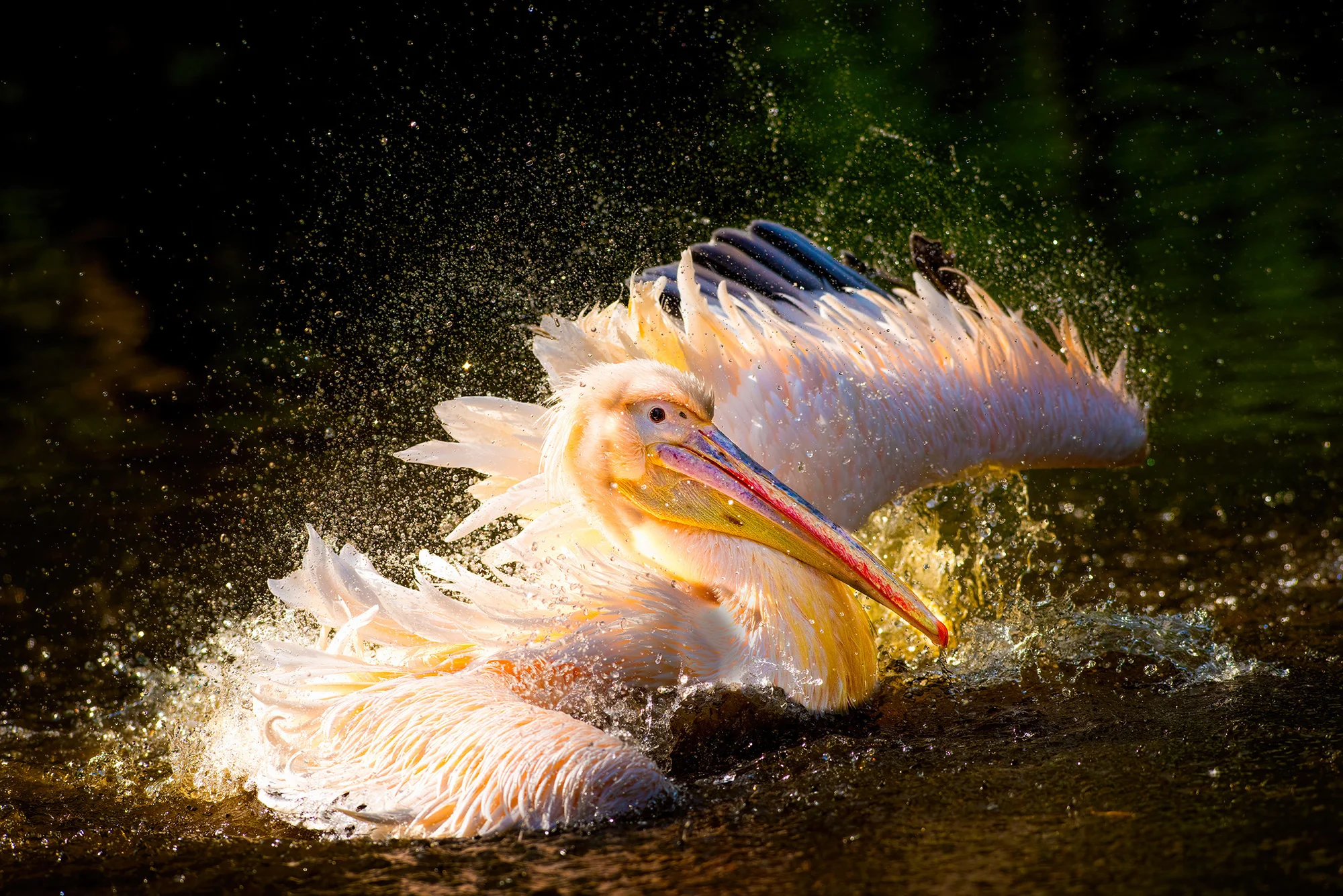 6hodinový fotografický kurz v českých zoo s profíkem Patrikem Staňkem