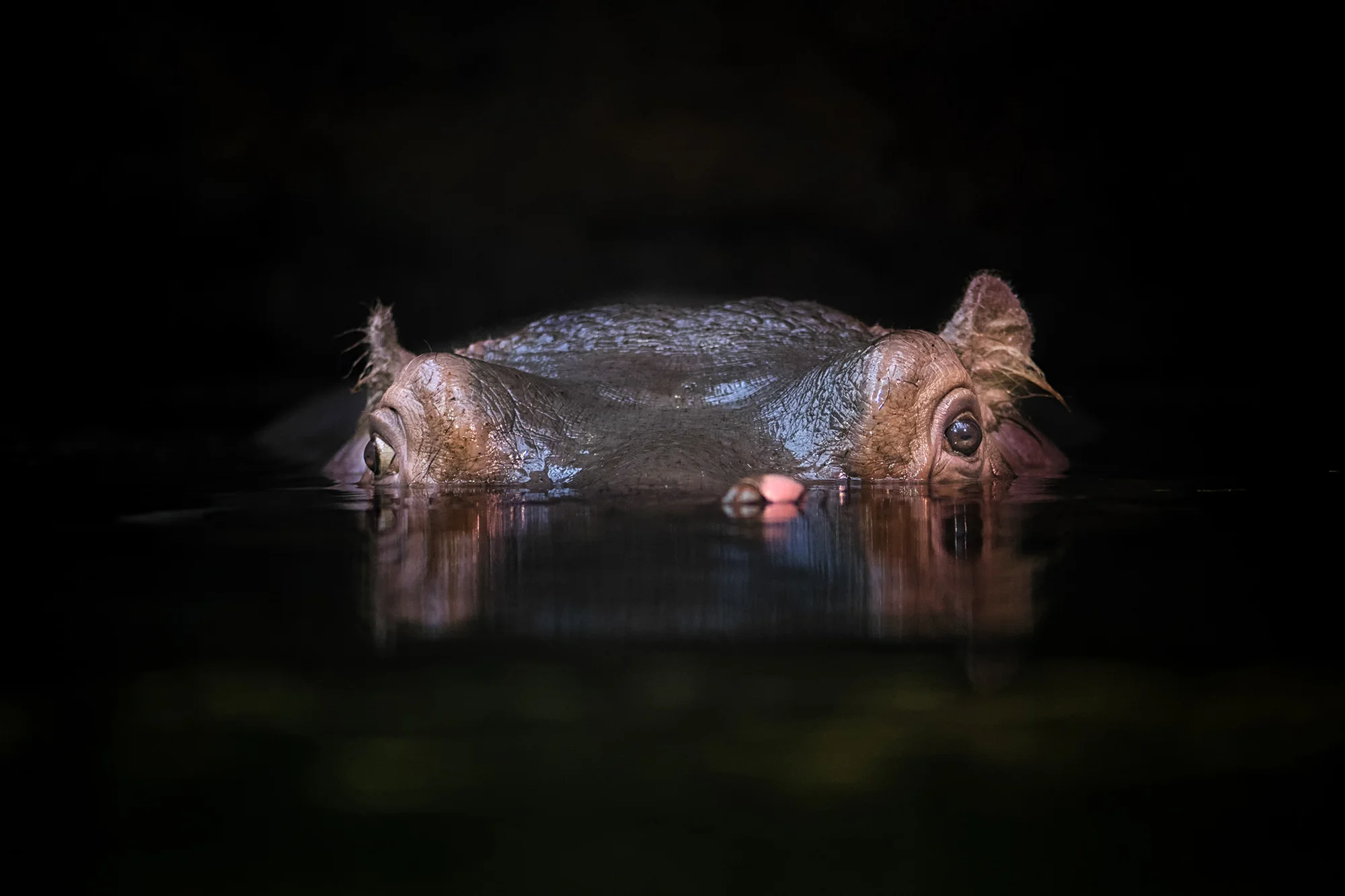 6hodinový fotografický kurz v českých zoo s profíkem Patrikem Staňkem