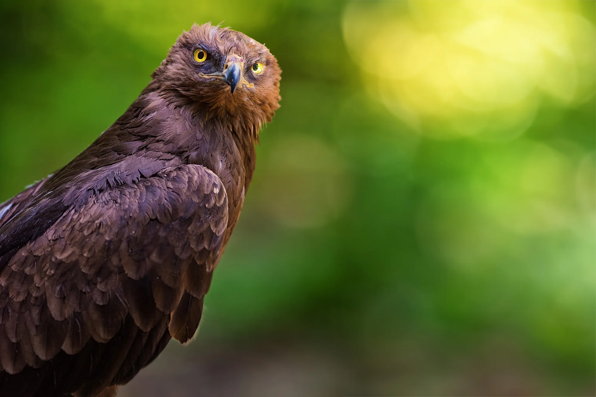 6hodinový fotografický kurz v českých zoo s profíkem Patrikem Staňkem