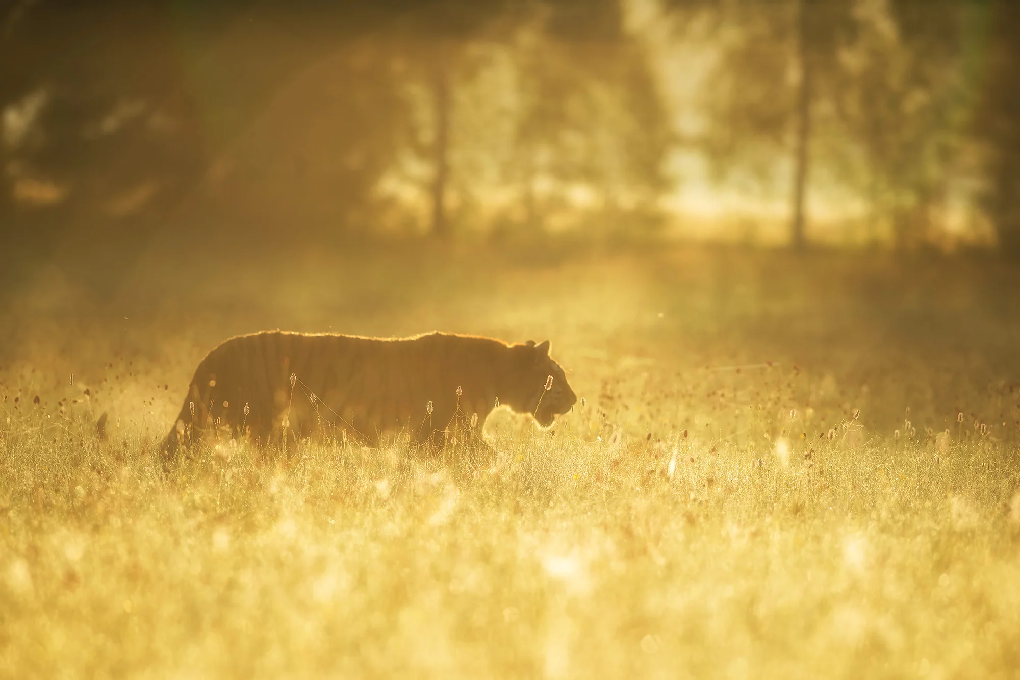 6hodinový fotografický kurz v českých zoo s profíkem Patrikem Staňkem