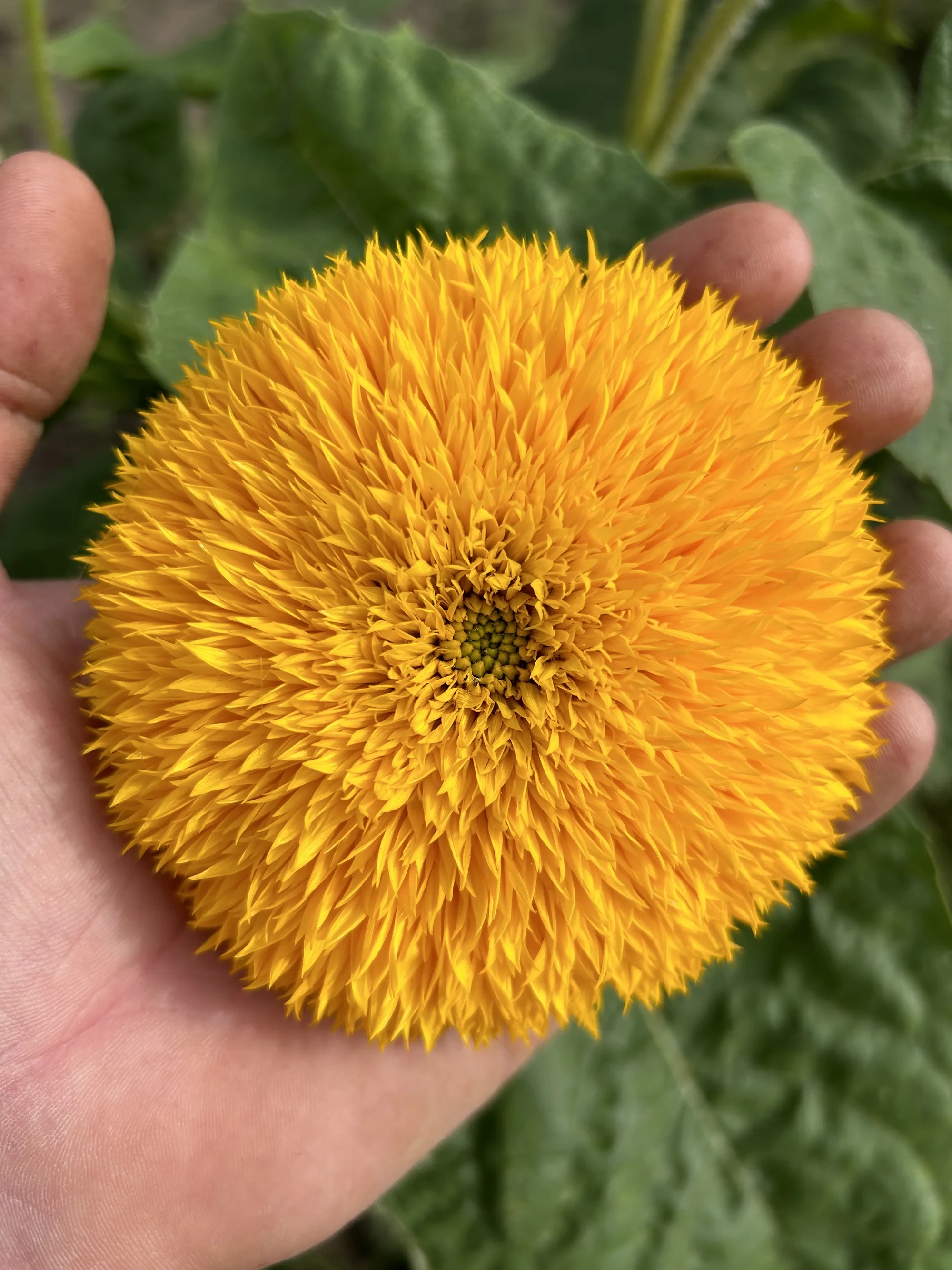 Květinové a bylinkové workshopy: míchání bylinkového čaje, samosběr, výroba soli nebo vazba kytice