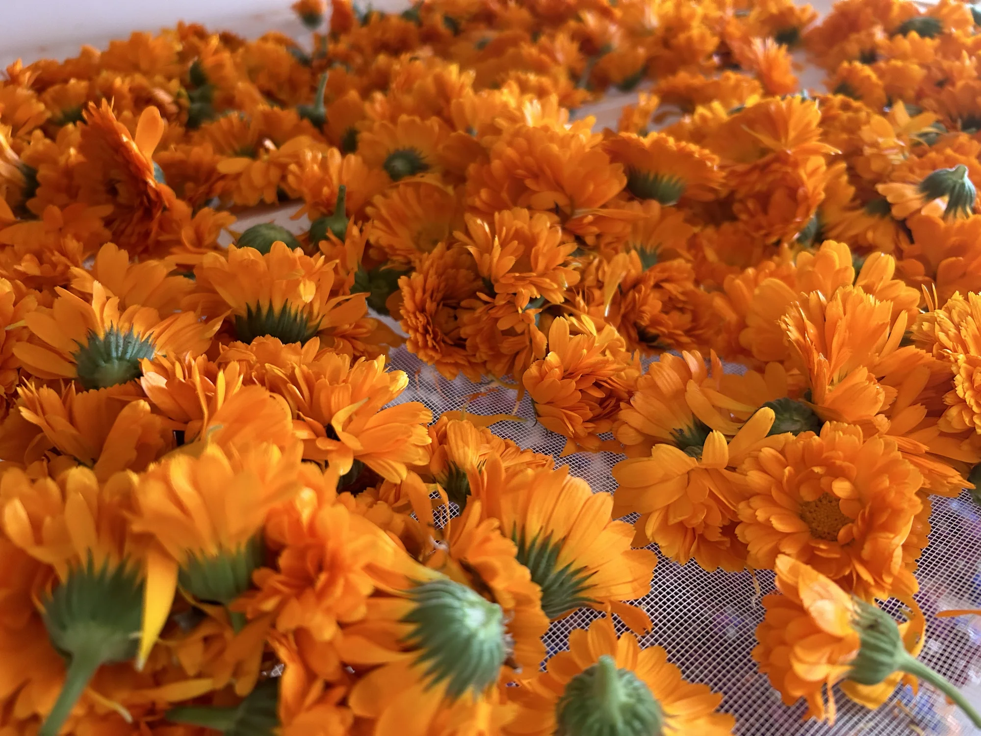 Květinové a bylinkové workshopy: míchání bylinkového čaje, samosběr, výroba soli nebo vazba kytice