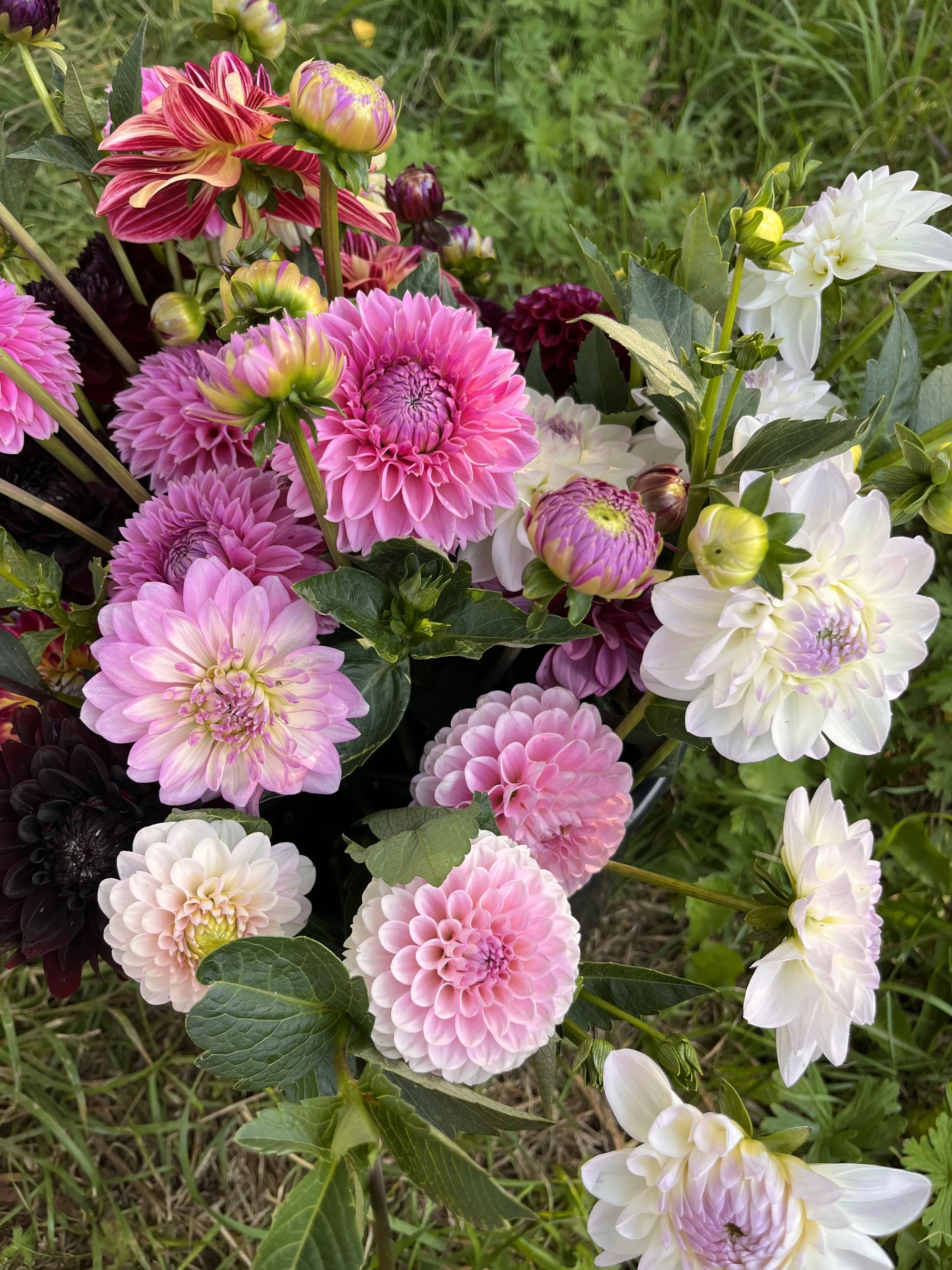 Květinové a bylinkové workshopy: míchání bylinkového čaje, samosběr, výroba soli nebo vazba kytice