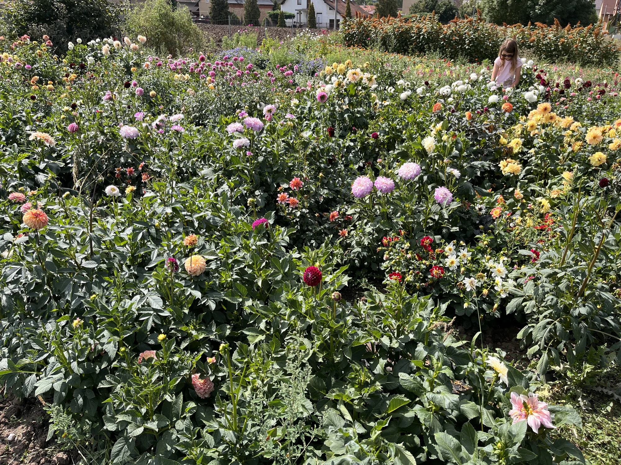 Květinové a bylinkové workshopy: míchání bylinkového čaje, samosběr, výroba soli nebo vazba kytice