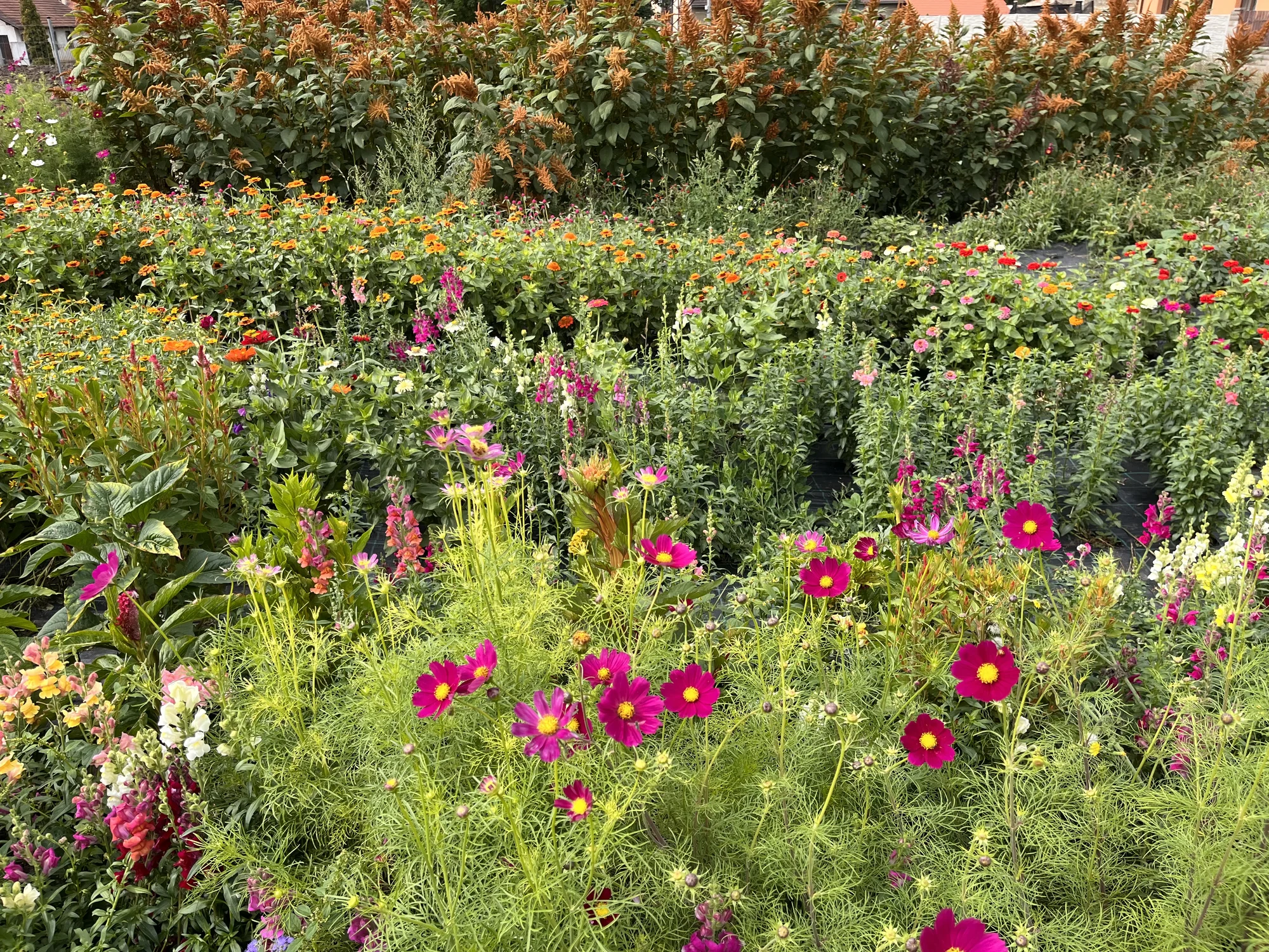 Květinové a bylinkové workshopy: míchání bylinkového čaje, samosběr, výroba soli nebo vazba kytice