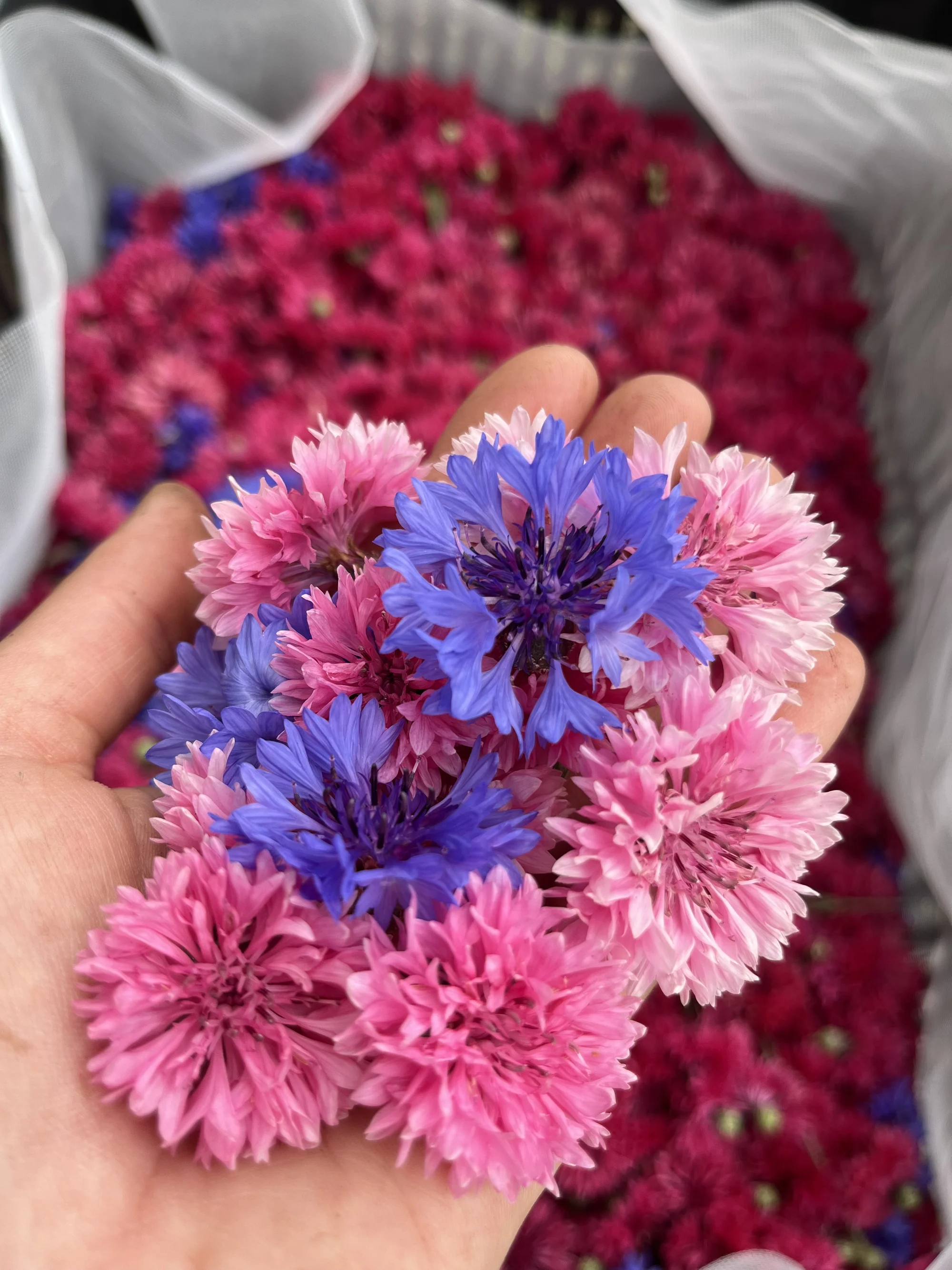 Květinové a bylinkové workshopy: míchání bylinkového čaje, samosběr, výroba soli nebo vazba kytice