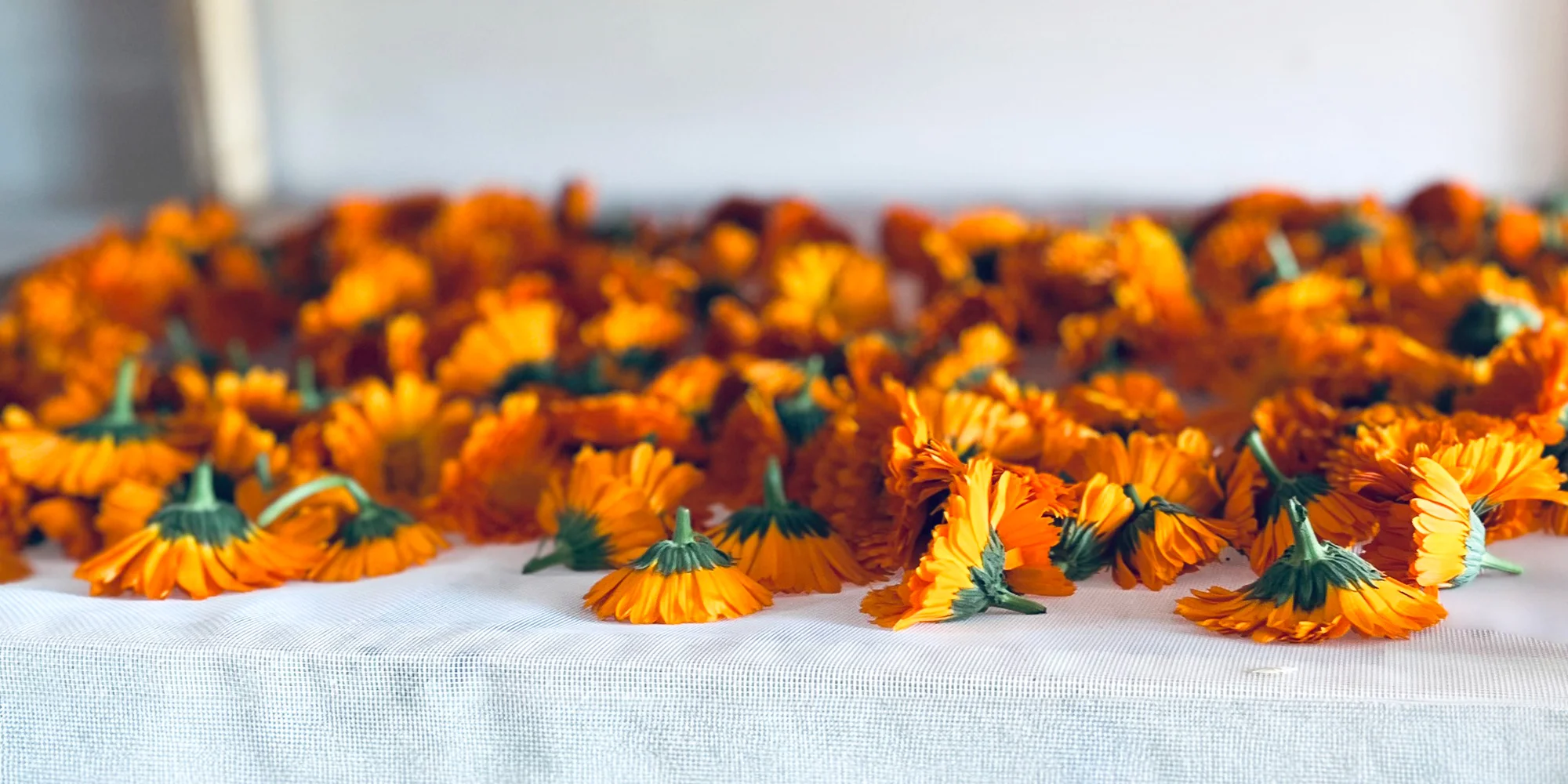 Květinové a bylinkové workshopy: míchání bylinkového čaje, samosběr, výroba soli nebo vazba kytice