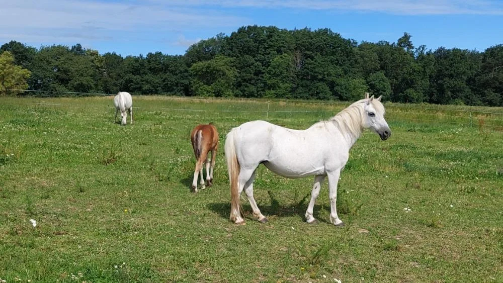 Vyjížďka na koni pro dospělé nebo na malém poníkovi pro děti