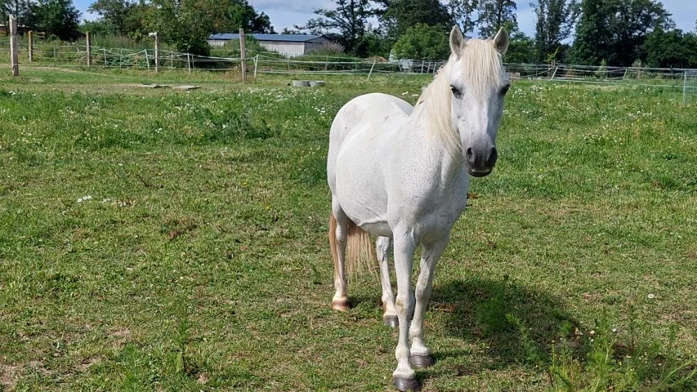 Vyjížďka na koni pro dospělé nebo na malém poníkovi pro děti