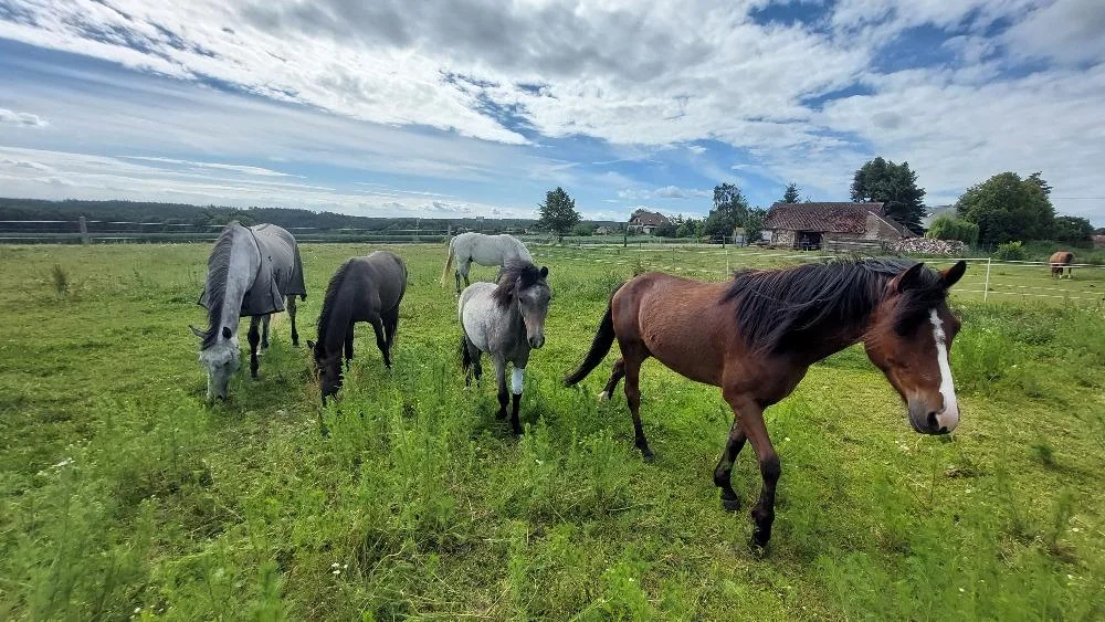 Vyjížďka na koni pro dospělé nebo na malém poníkovi pro děti