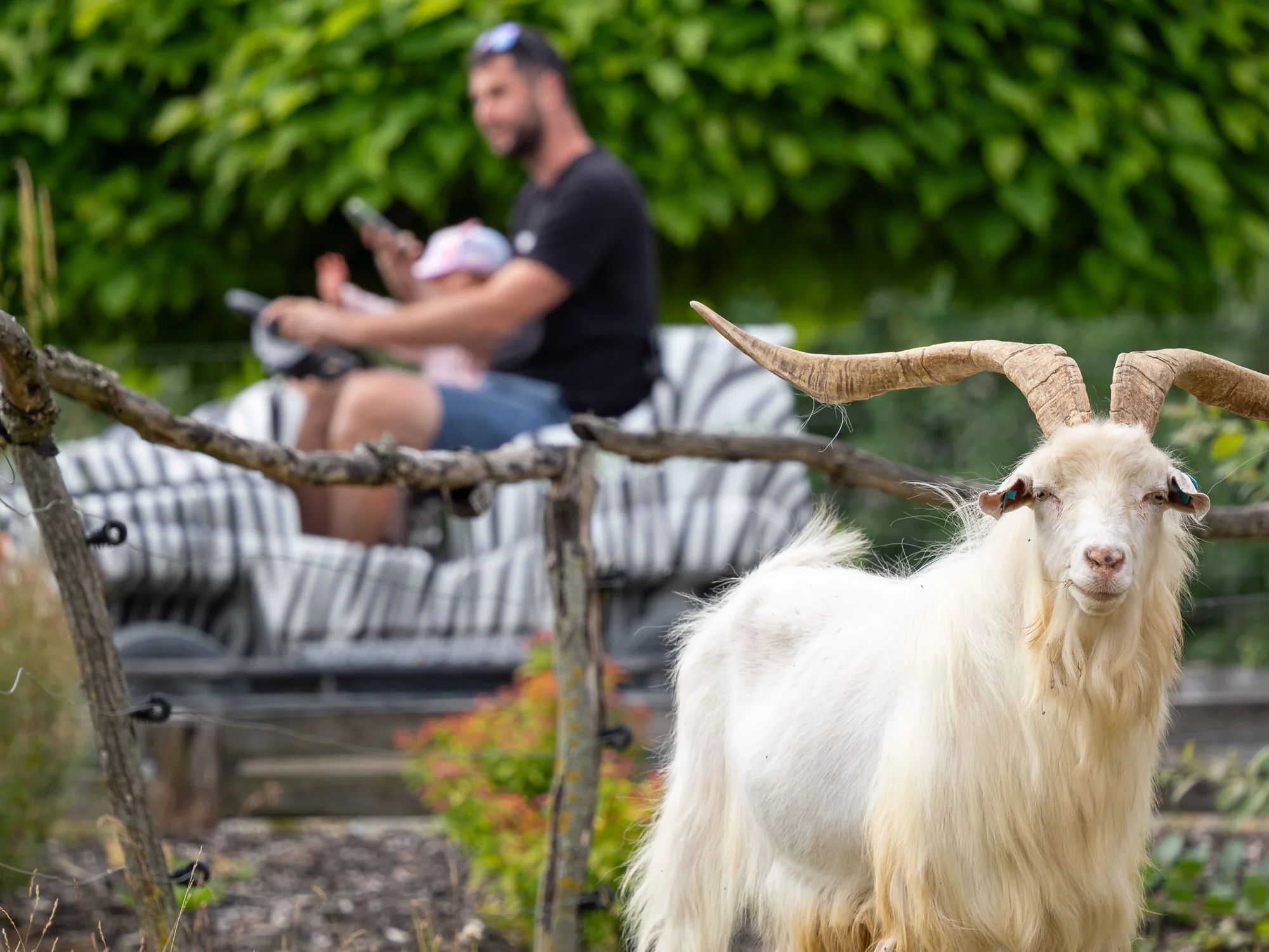 Celodenní vstup do Farmaparku včetně všech atrakcí a kyblík krmení nebo plyšák