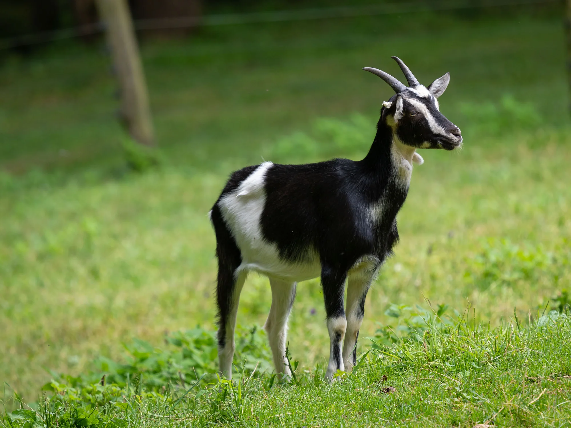 Celodenní vstup do Farmaparku včetně všech atrakcí a kyblík krmení nebo plyšák