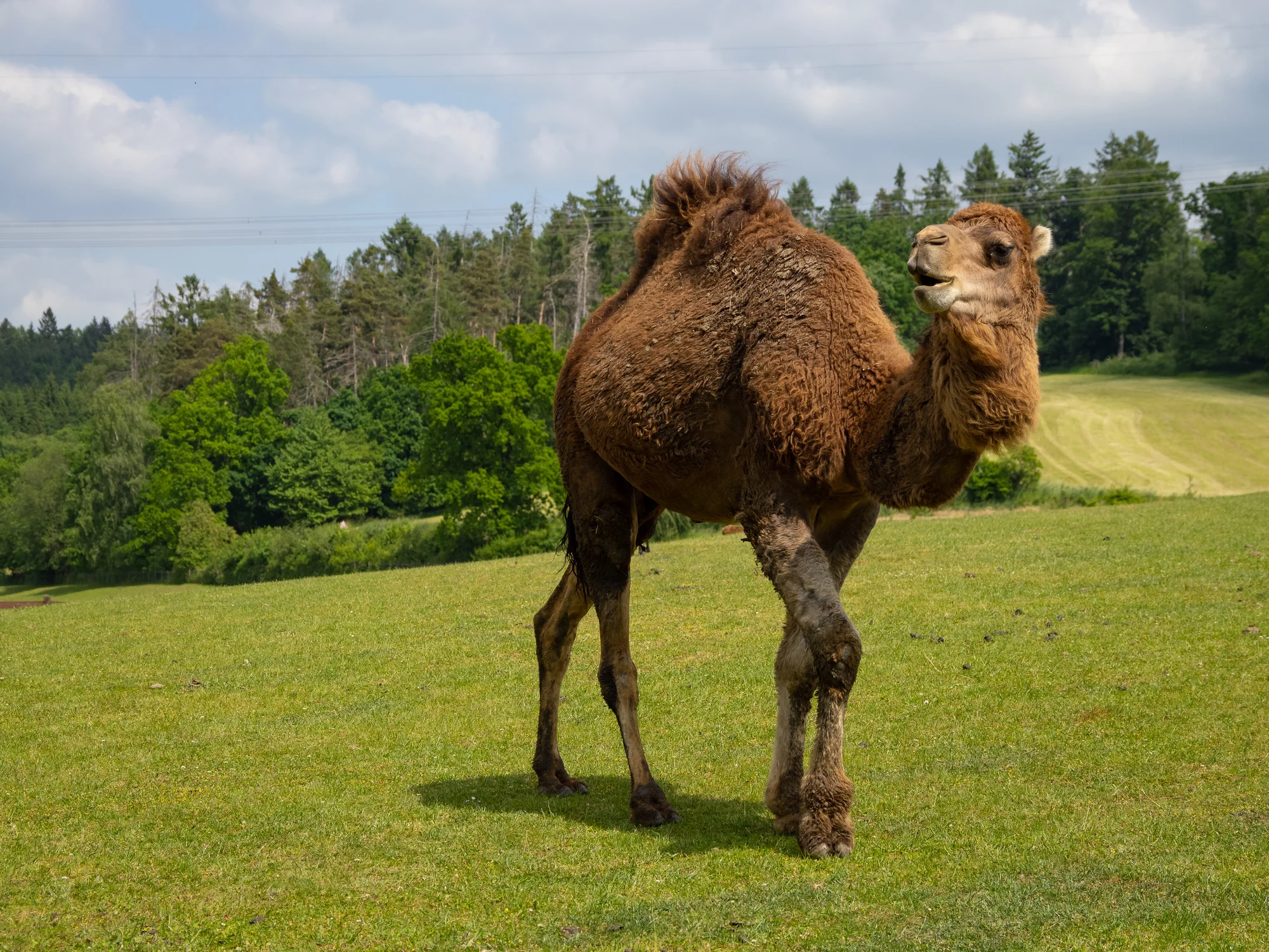 Celodenní vstup do Farmaparku včetně všech atrakcí a kyblík krmení nebo plyšák