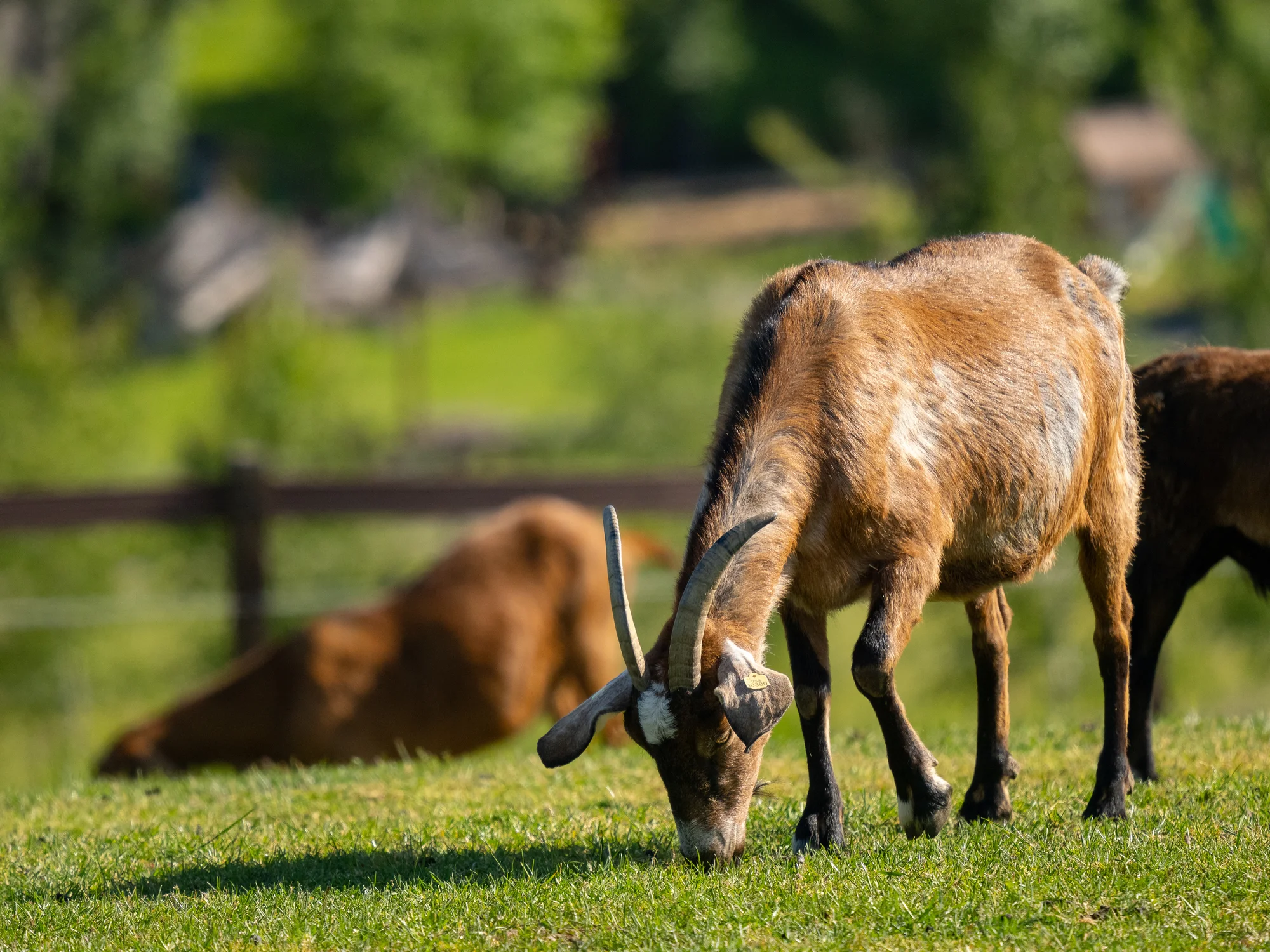 Celodenní vstup do Farmaparku včetně všech atrakcí a kyblík krmení nebo plyšák