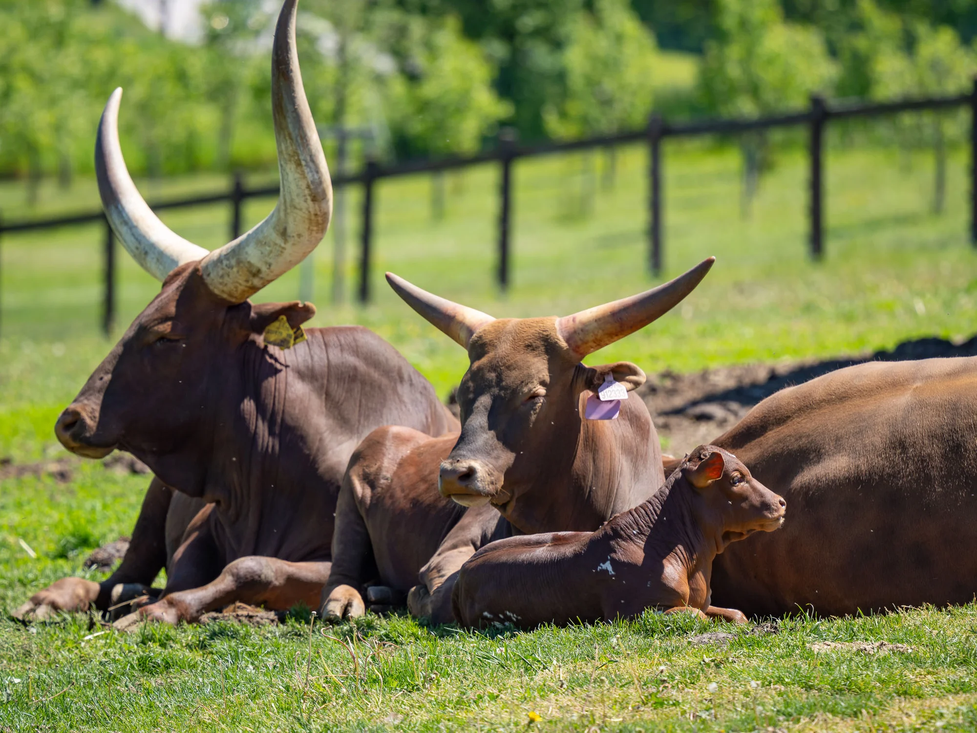 Celodenní vstup do Farmaparku včetně všech atrakcí a kyblík krmení nebo plyšák